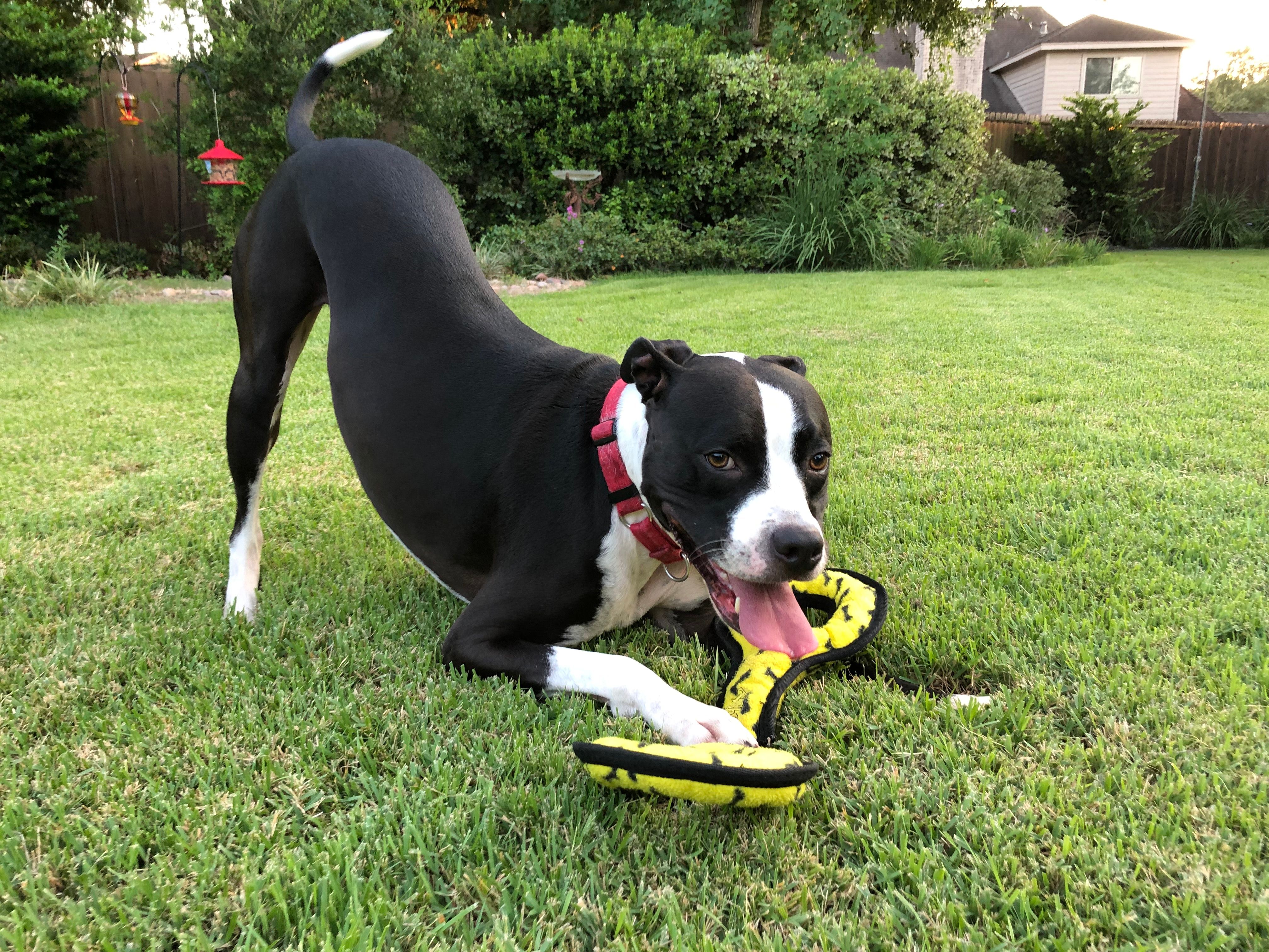 Large black and white boxer mix dog with a large yellow toy Large black and white boxer mix dog with a large yellow toy