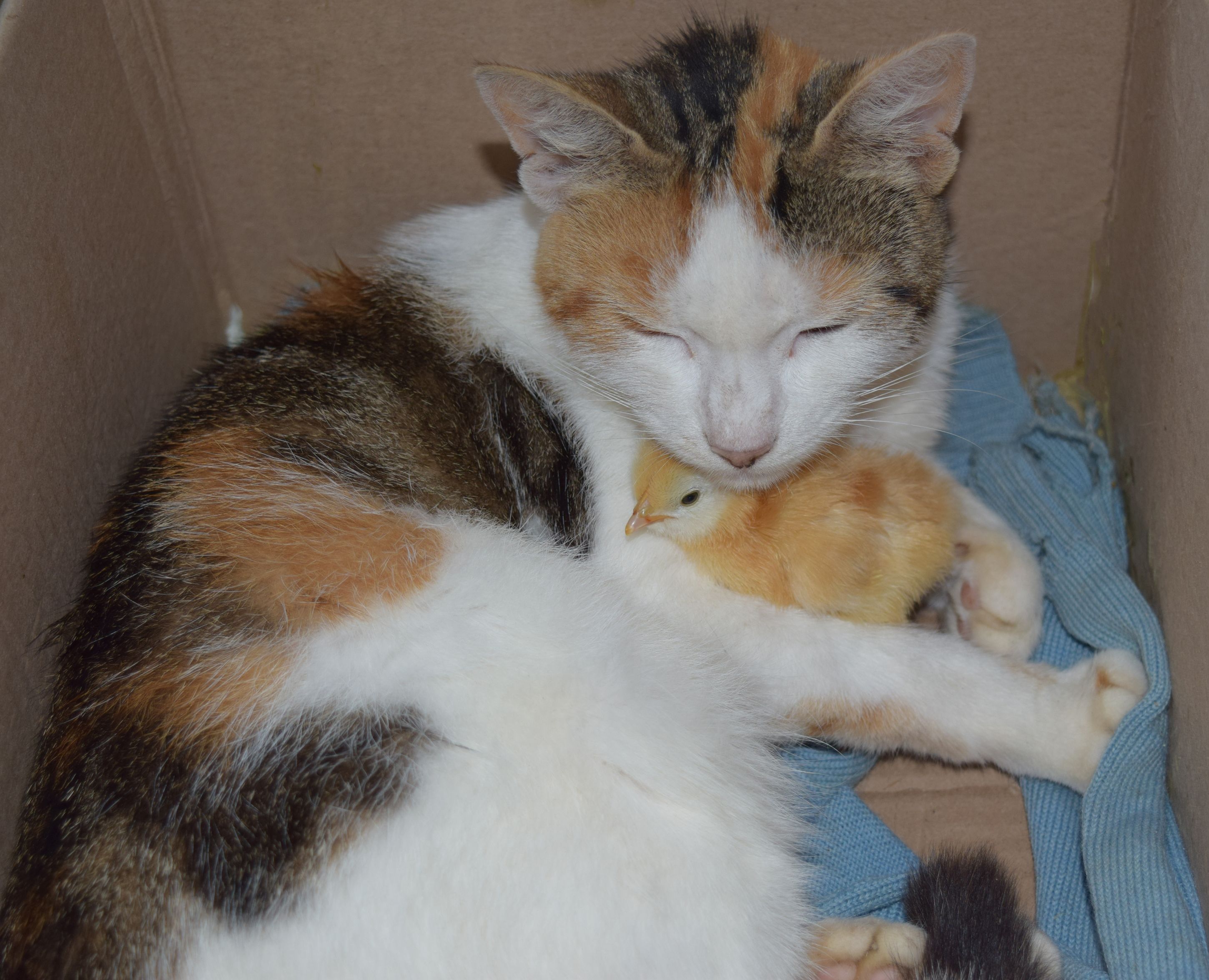 Nature doesn’t deal in straight lines, it favors possibility