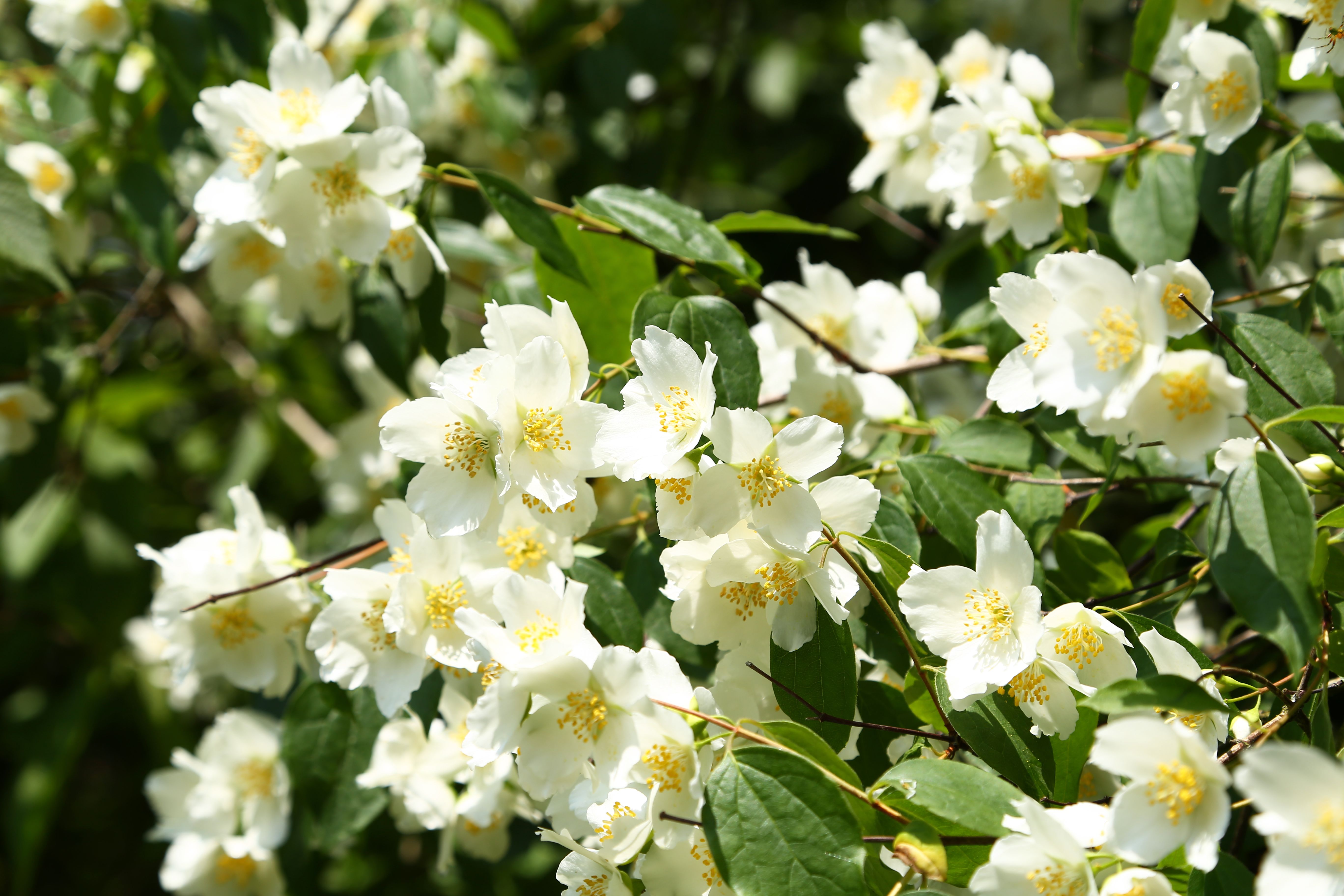 Philadelphus coronarius - Boccola da pipa europea Philadelphus coronarius - Boccola da pipa europea