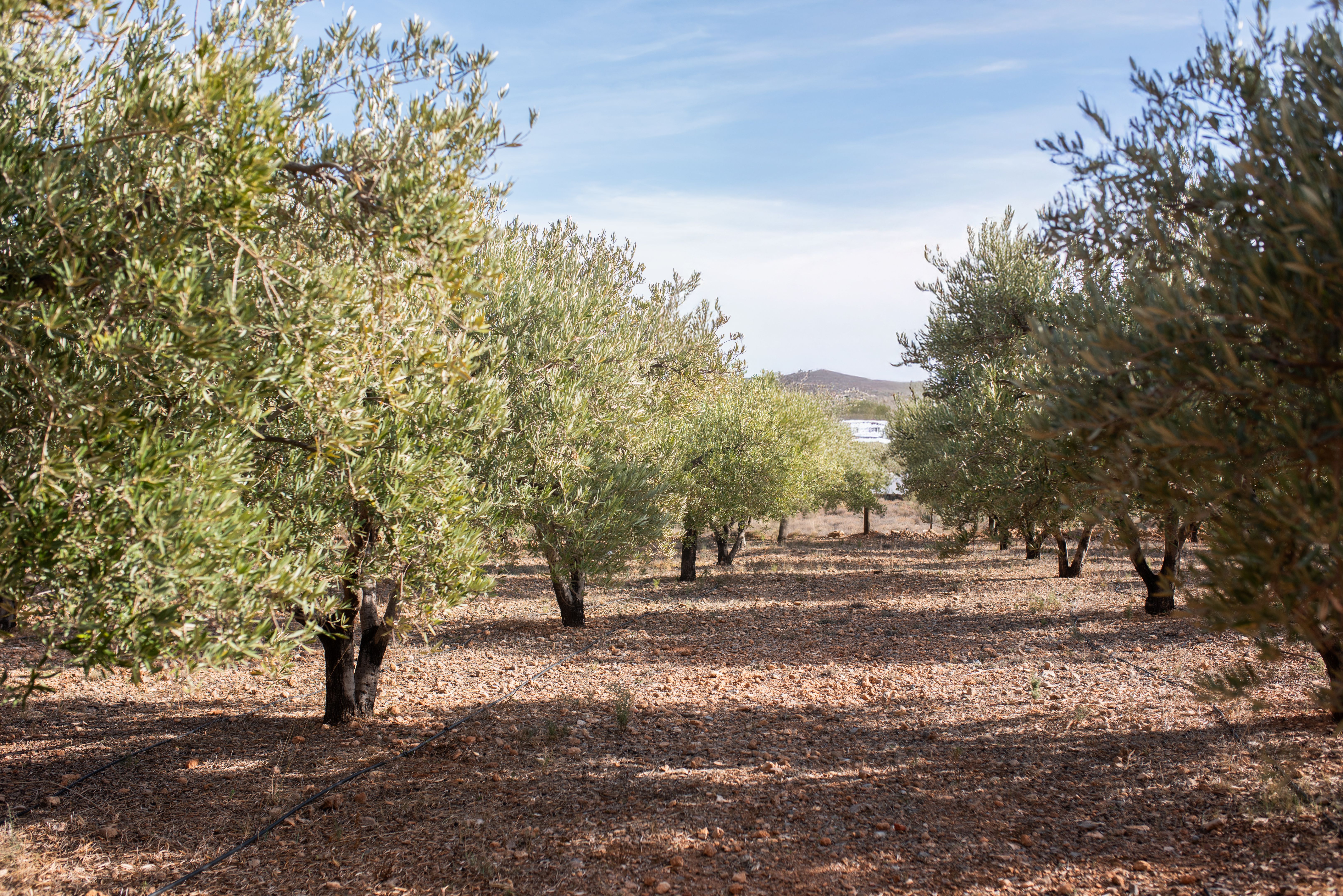 olive tree irrigation