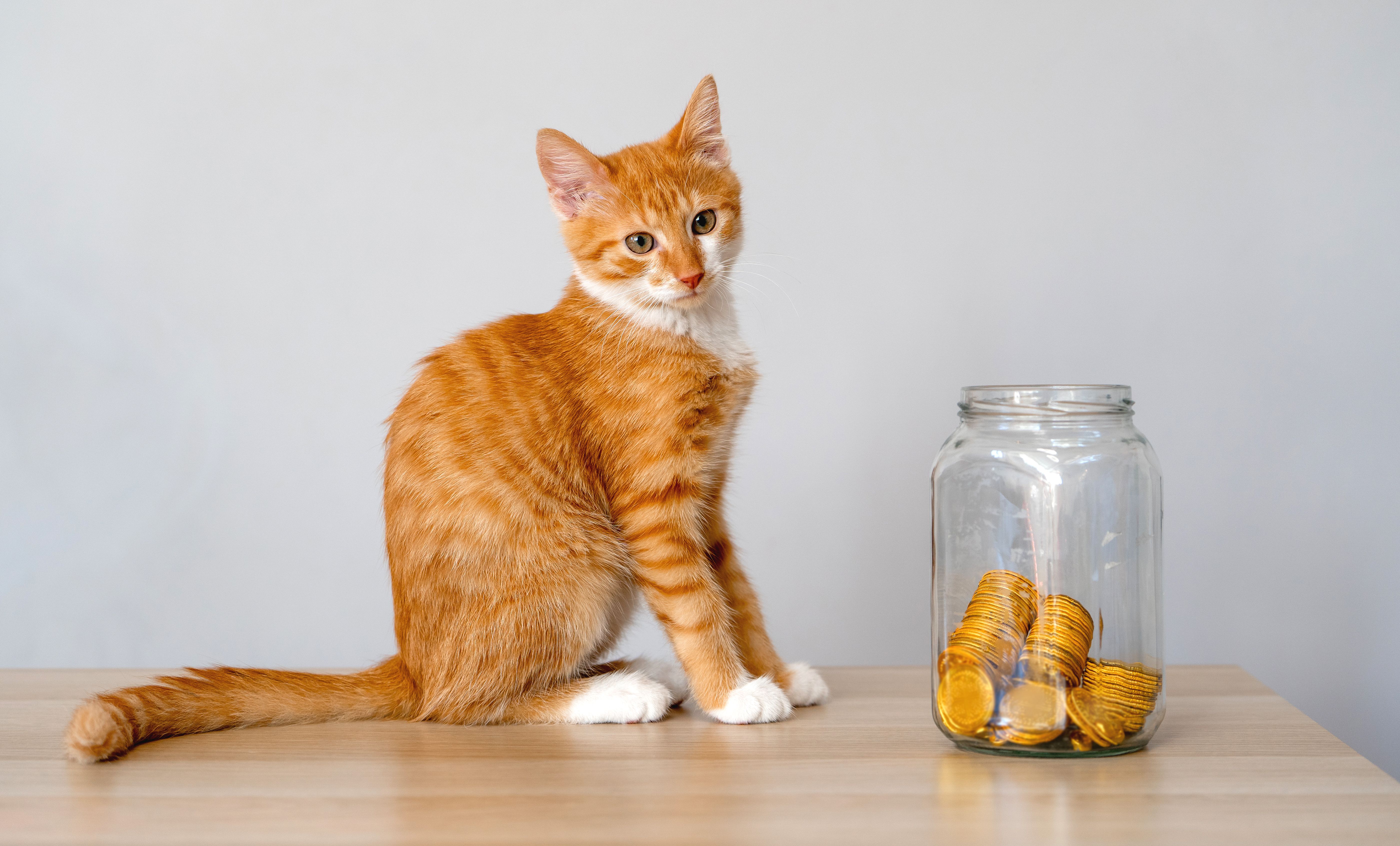 pet savings
