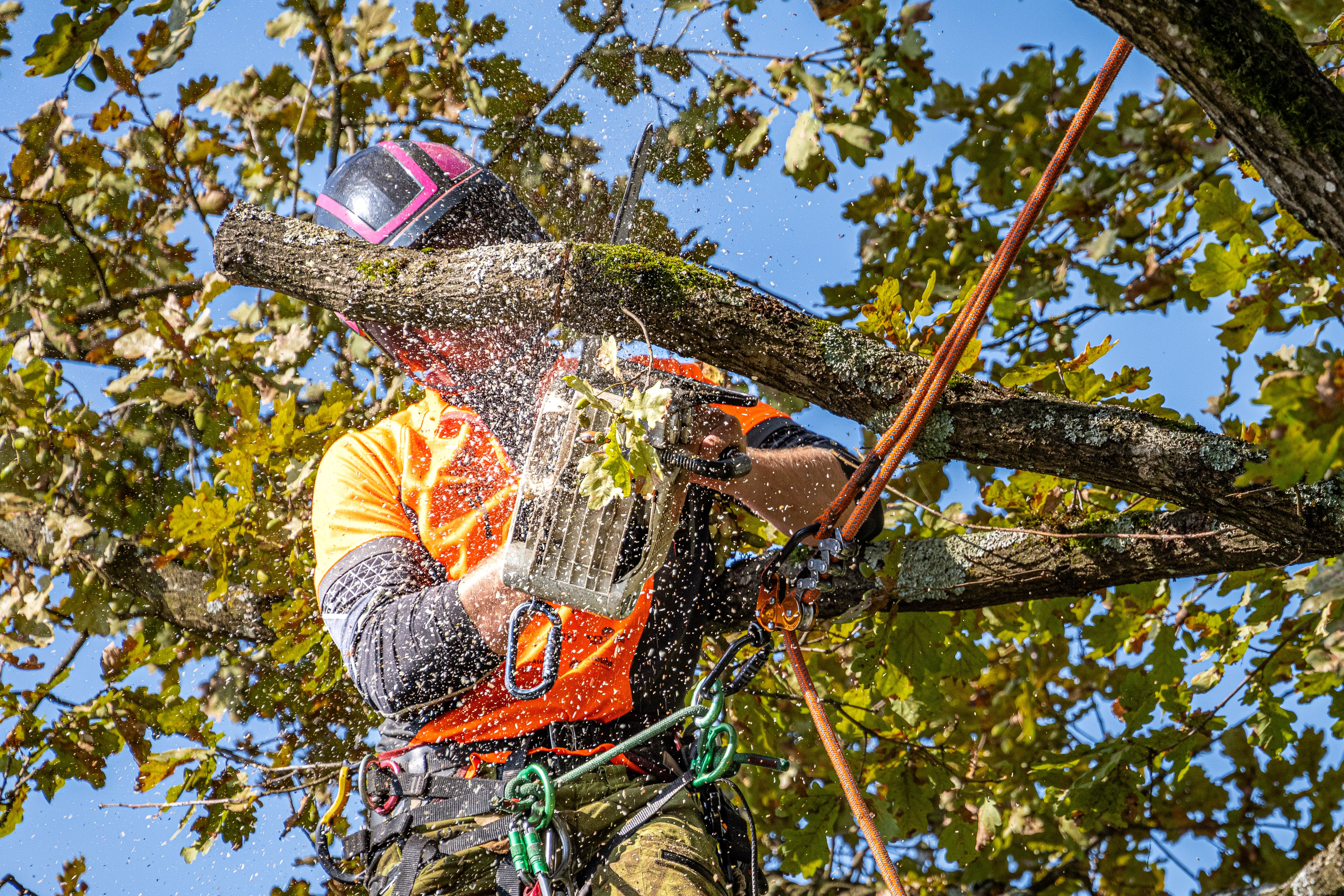 skilled arborist