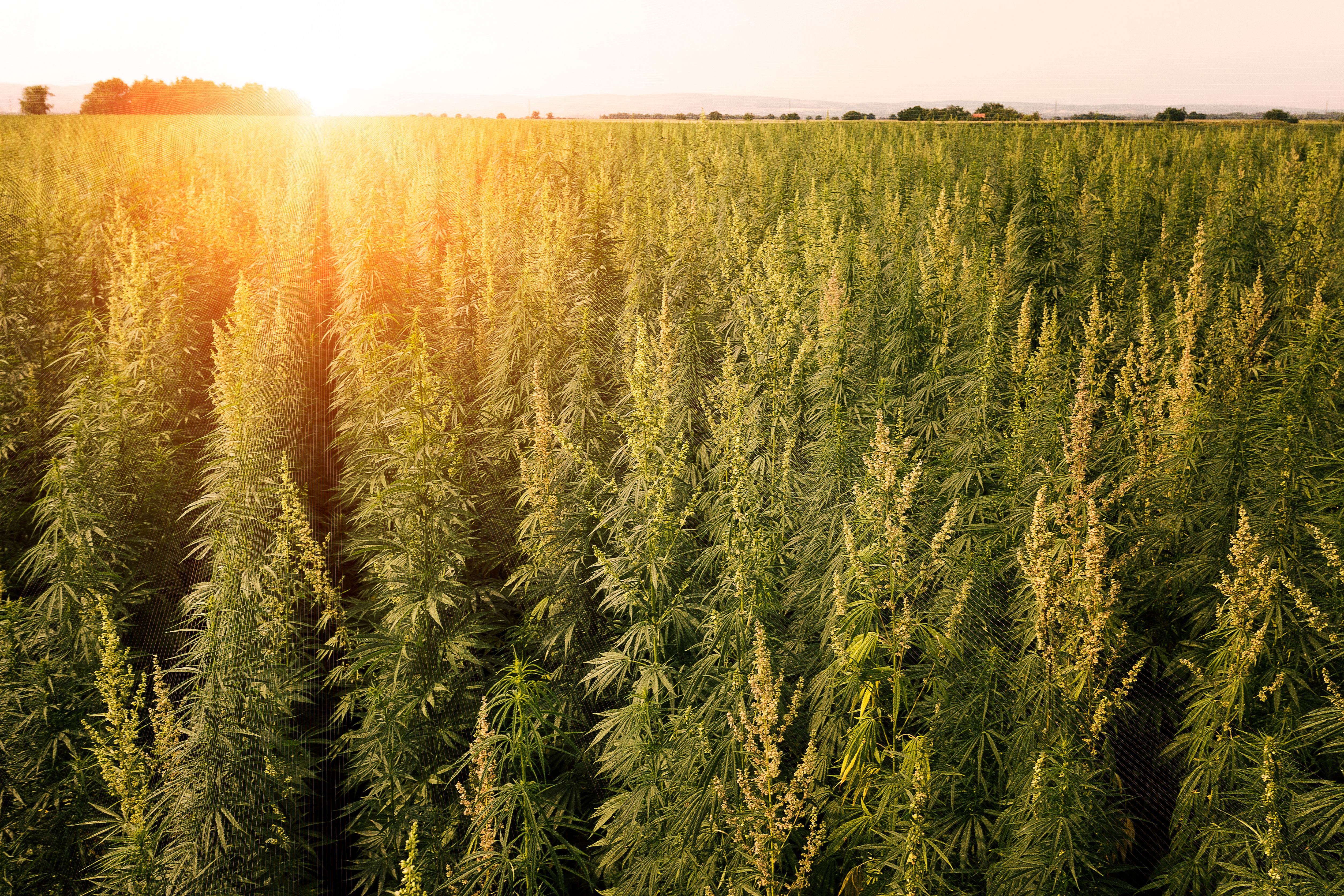 hemp farm