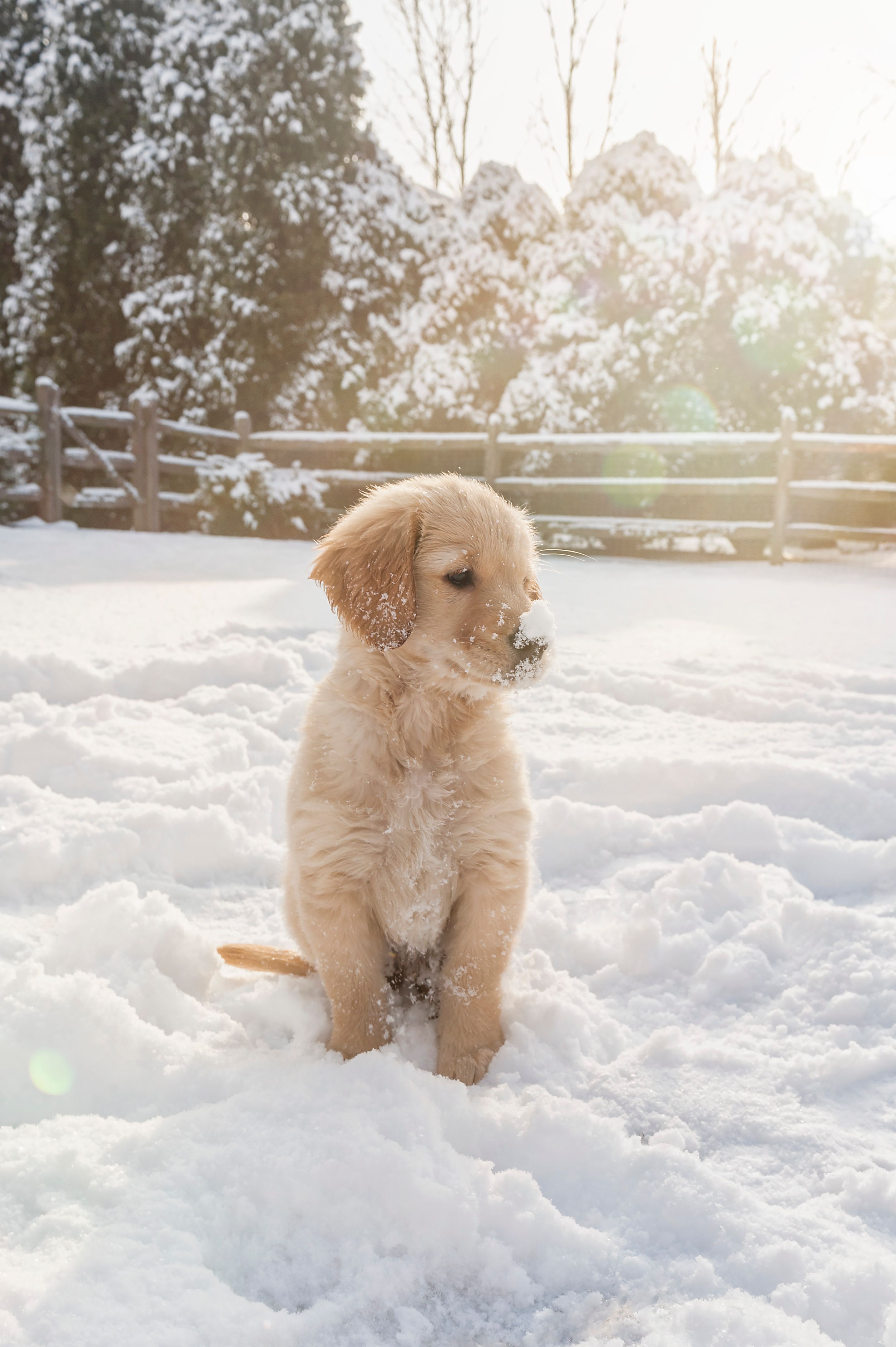 puppy winter