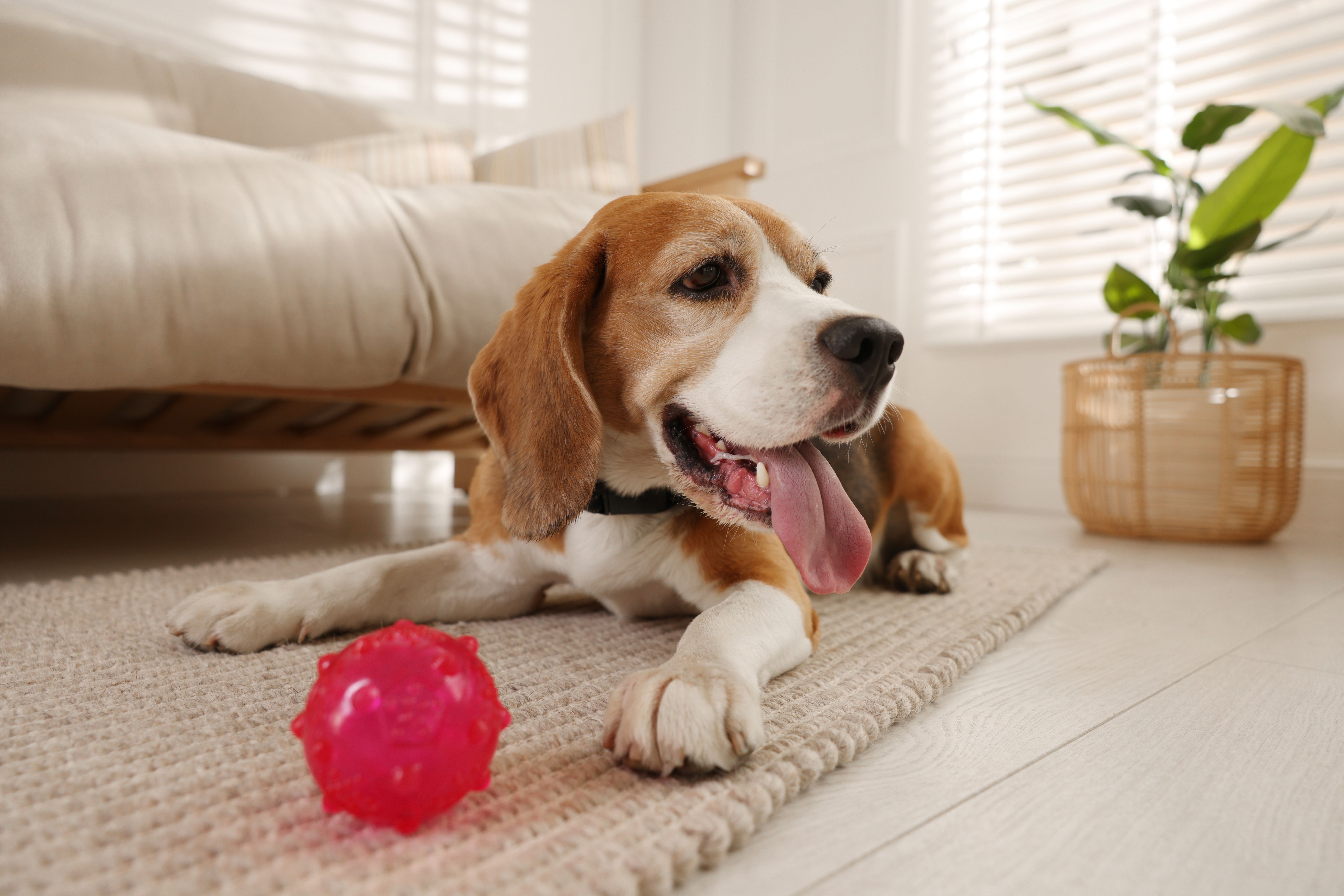 Cute dog playing with toy at home. Adorable pet Cute dog playing with toy at home. Adorable pet