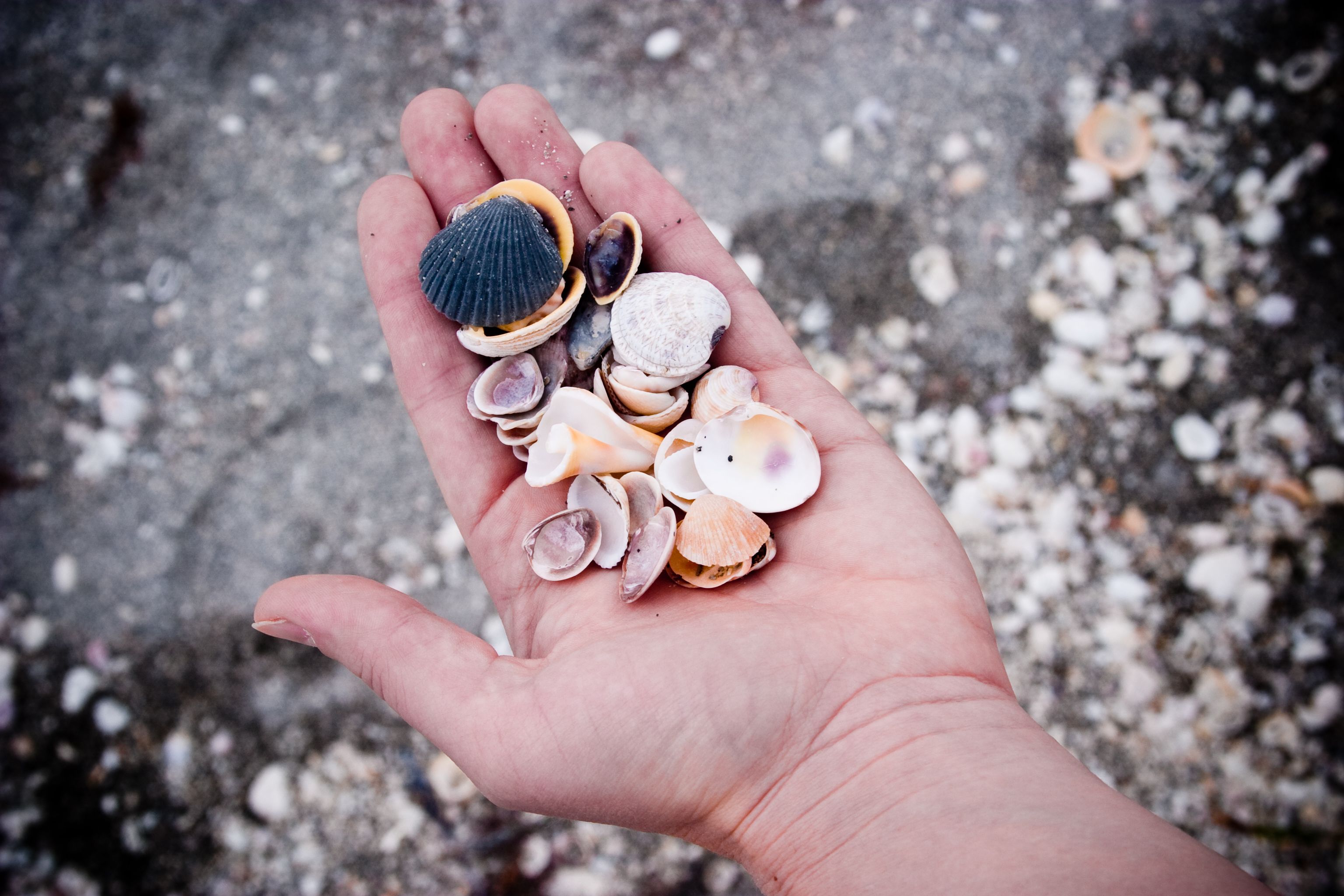 turtle beach selection