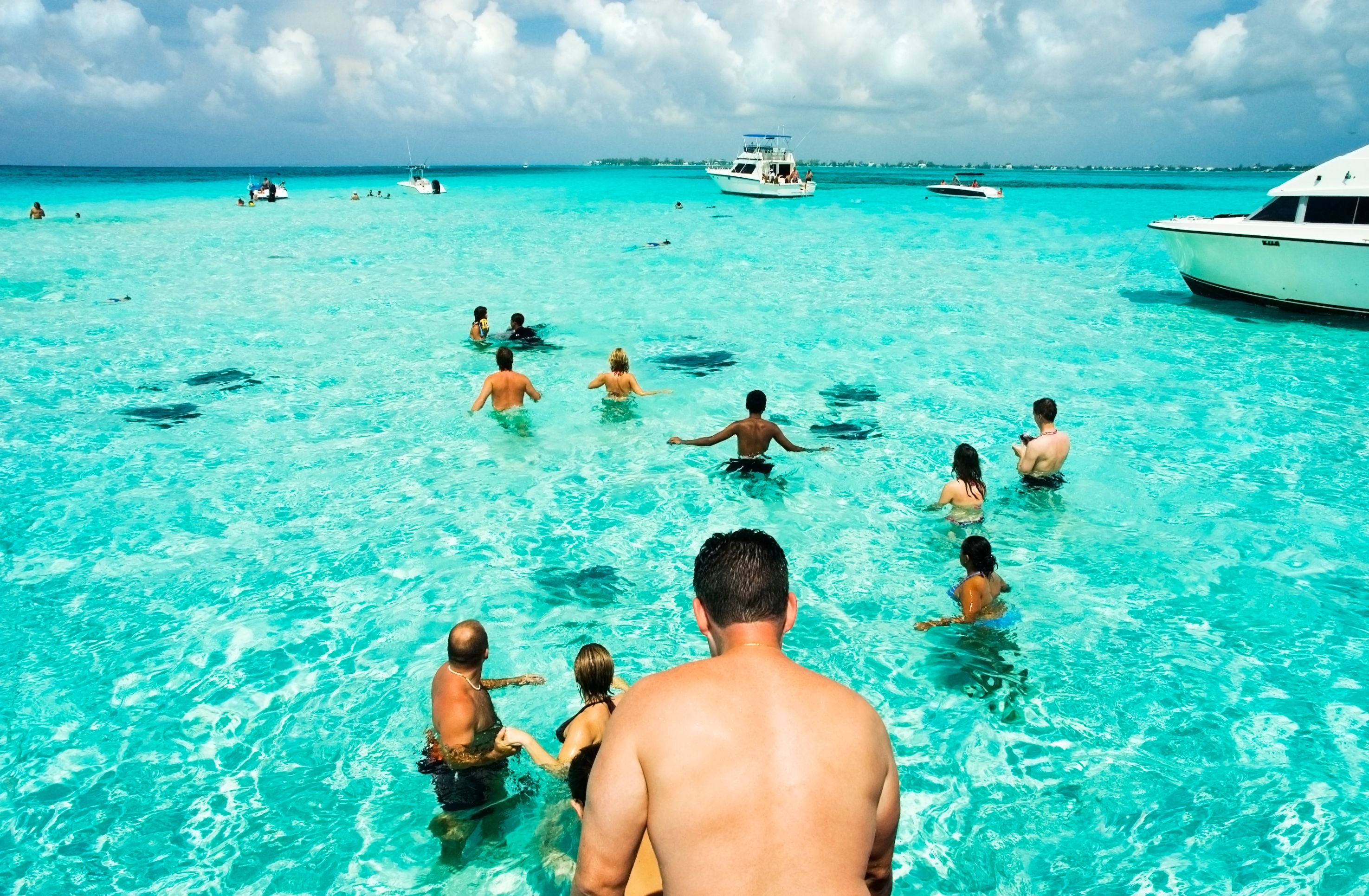 feeding stingrays
