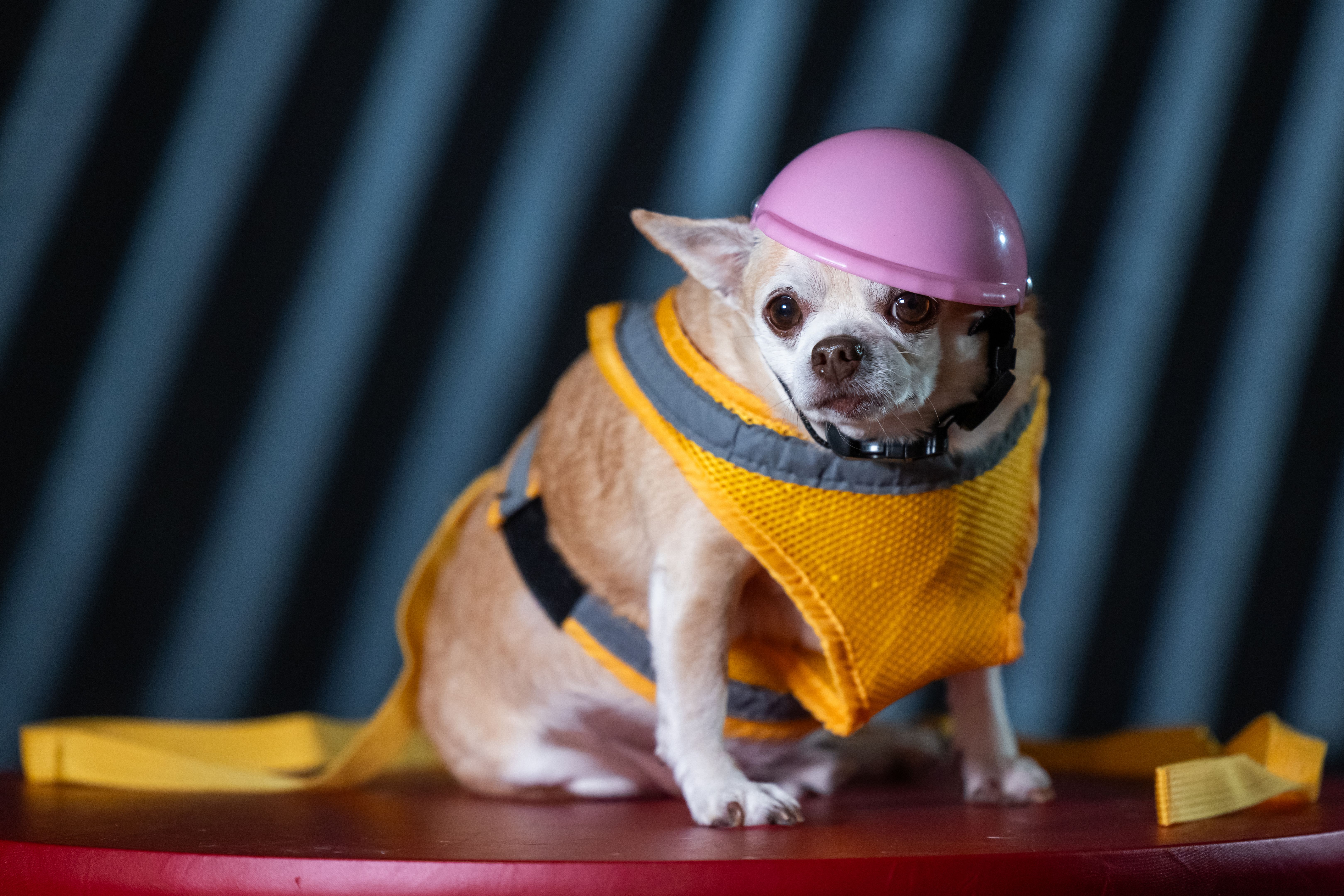 dog safety outfit