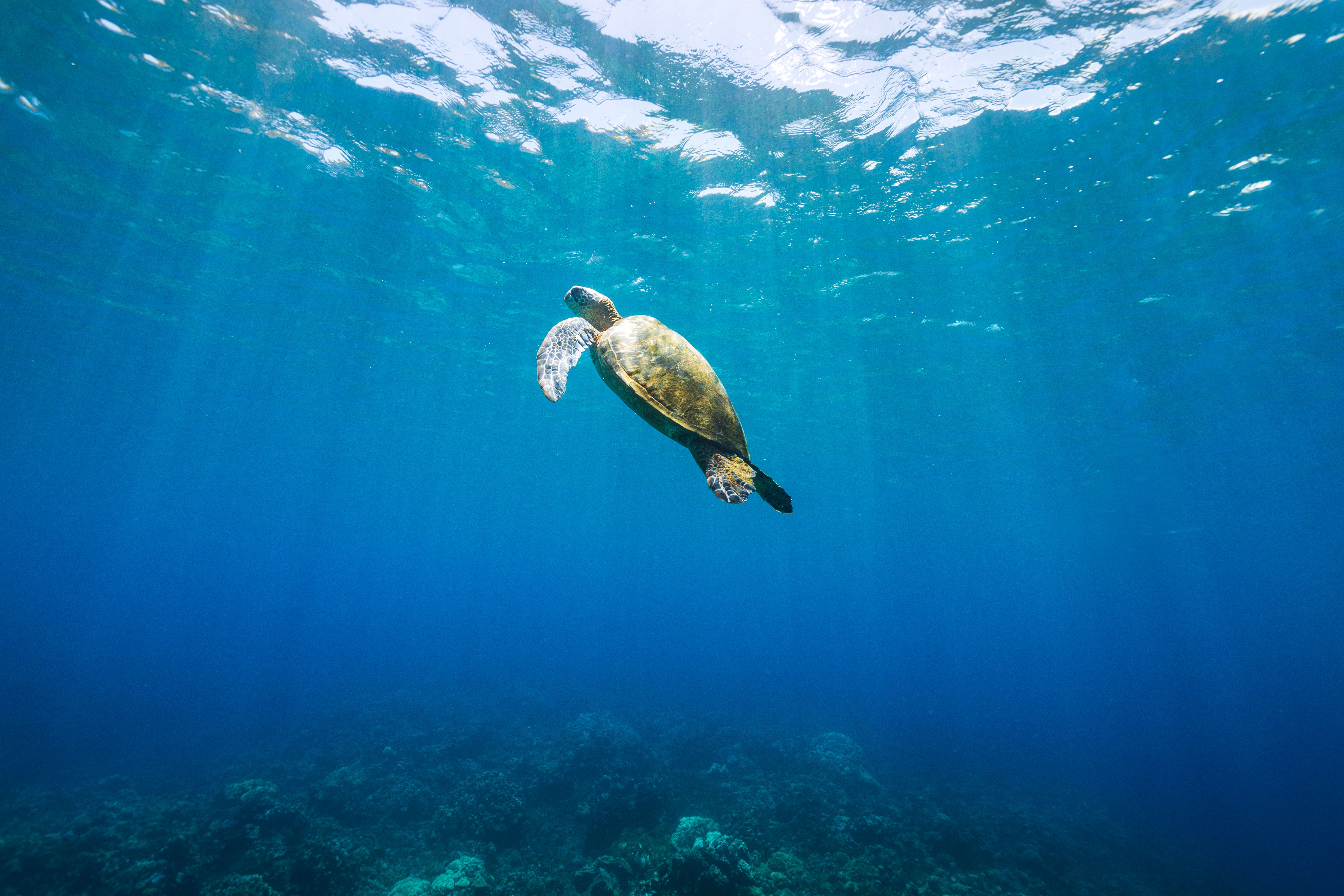 Green sea turtle swimming over coral through clear blue ocean Green sea turtle swimming over coral through clear blue ocean