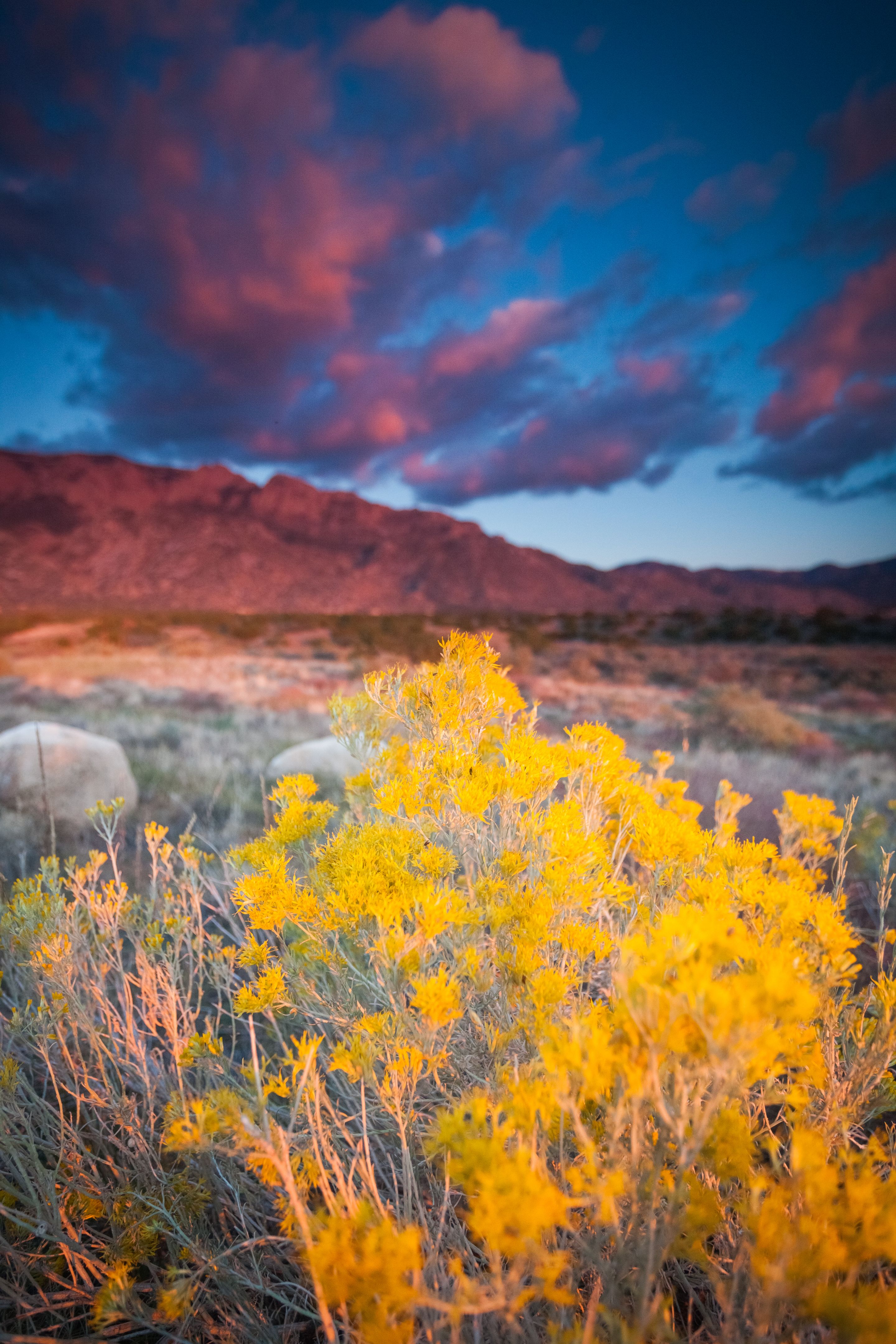new mexico landscape