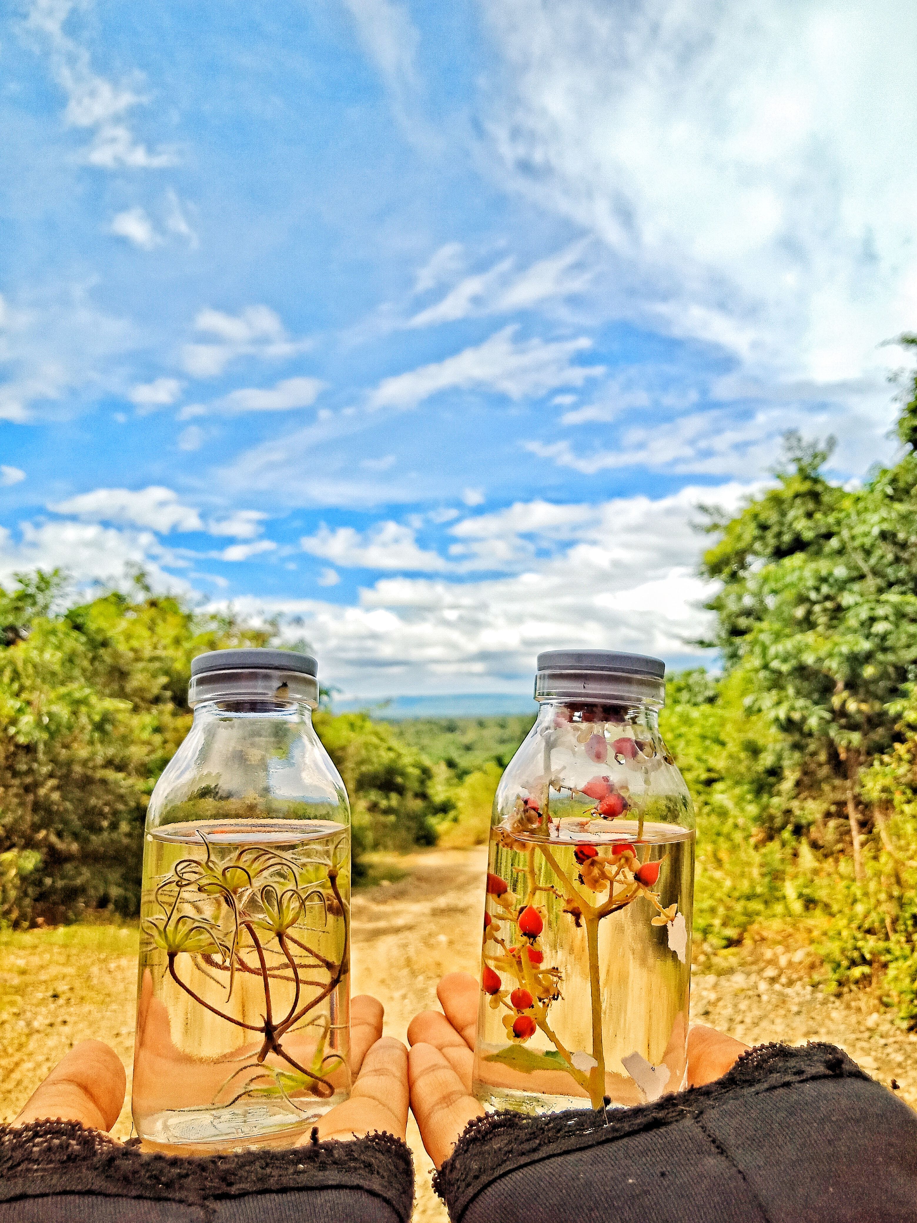 endulzantes naturales