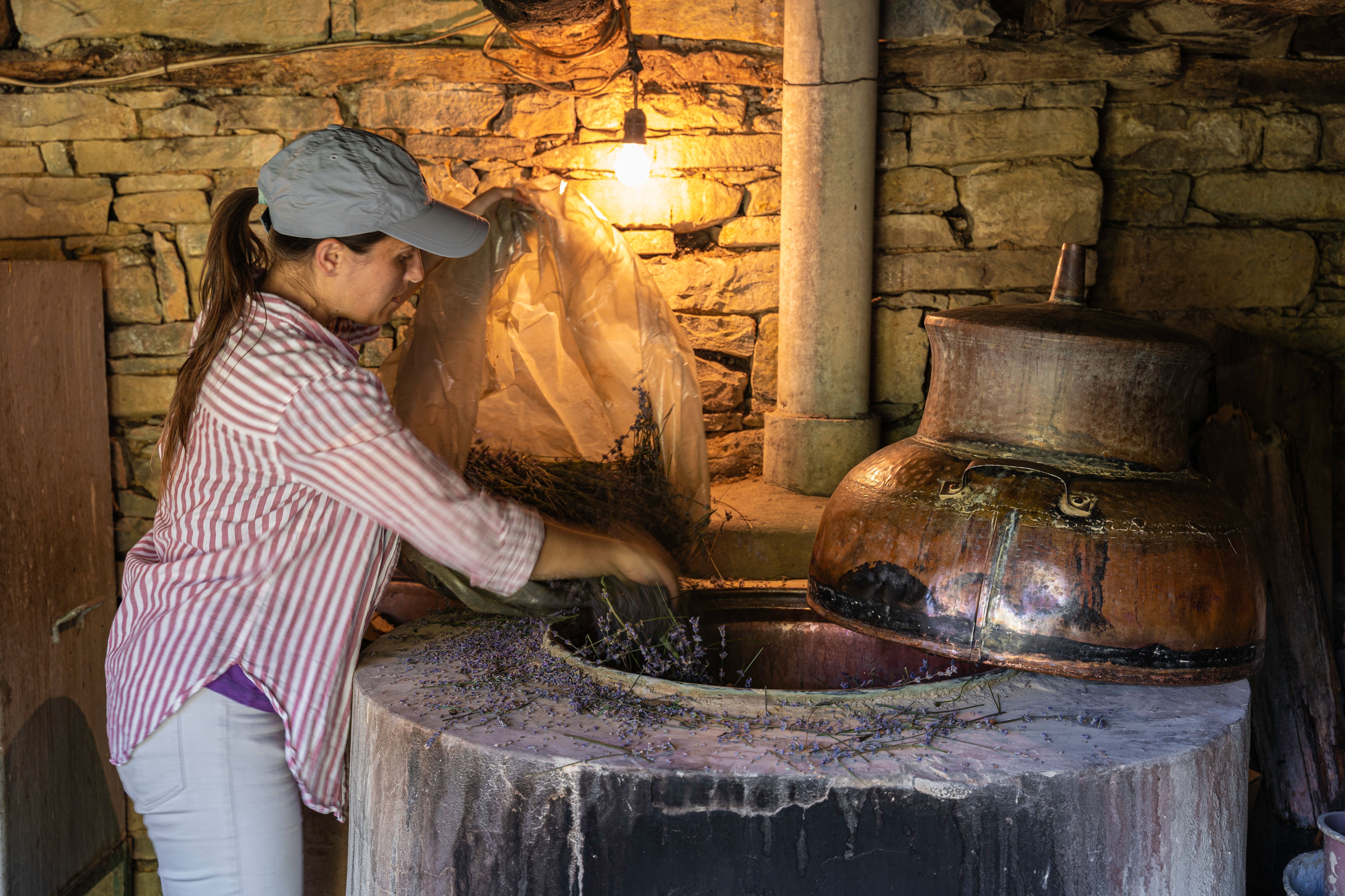 Producción de aceite esencial de lavanda. Agricultor trabajando. Producción de aceite esencial de lavanda. Agricultor trabajando.