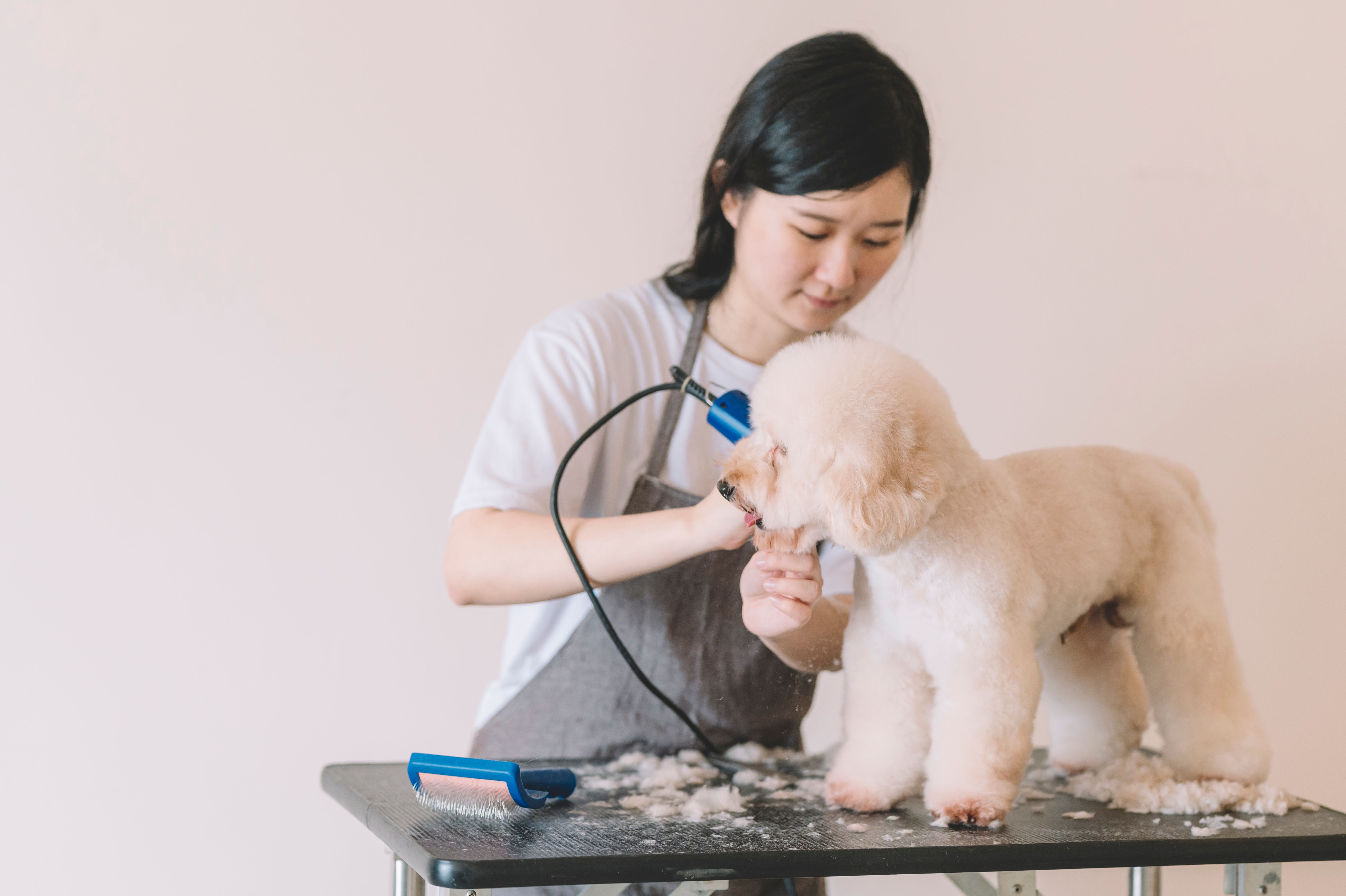 short-haired dog grooming