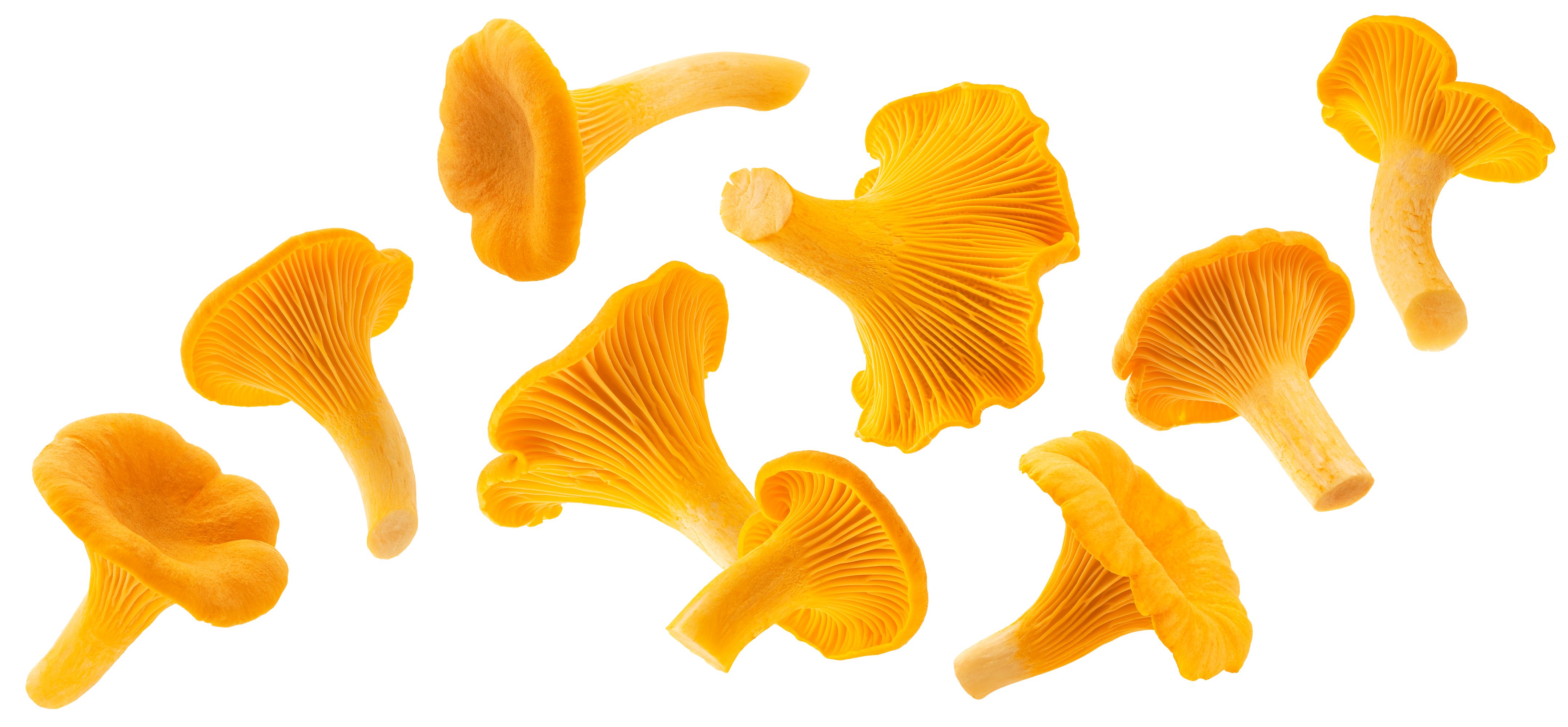 chanterelle mushrooms