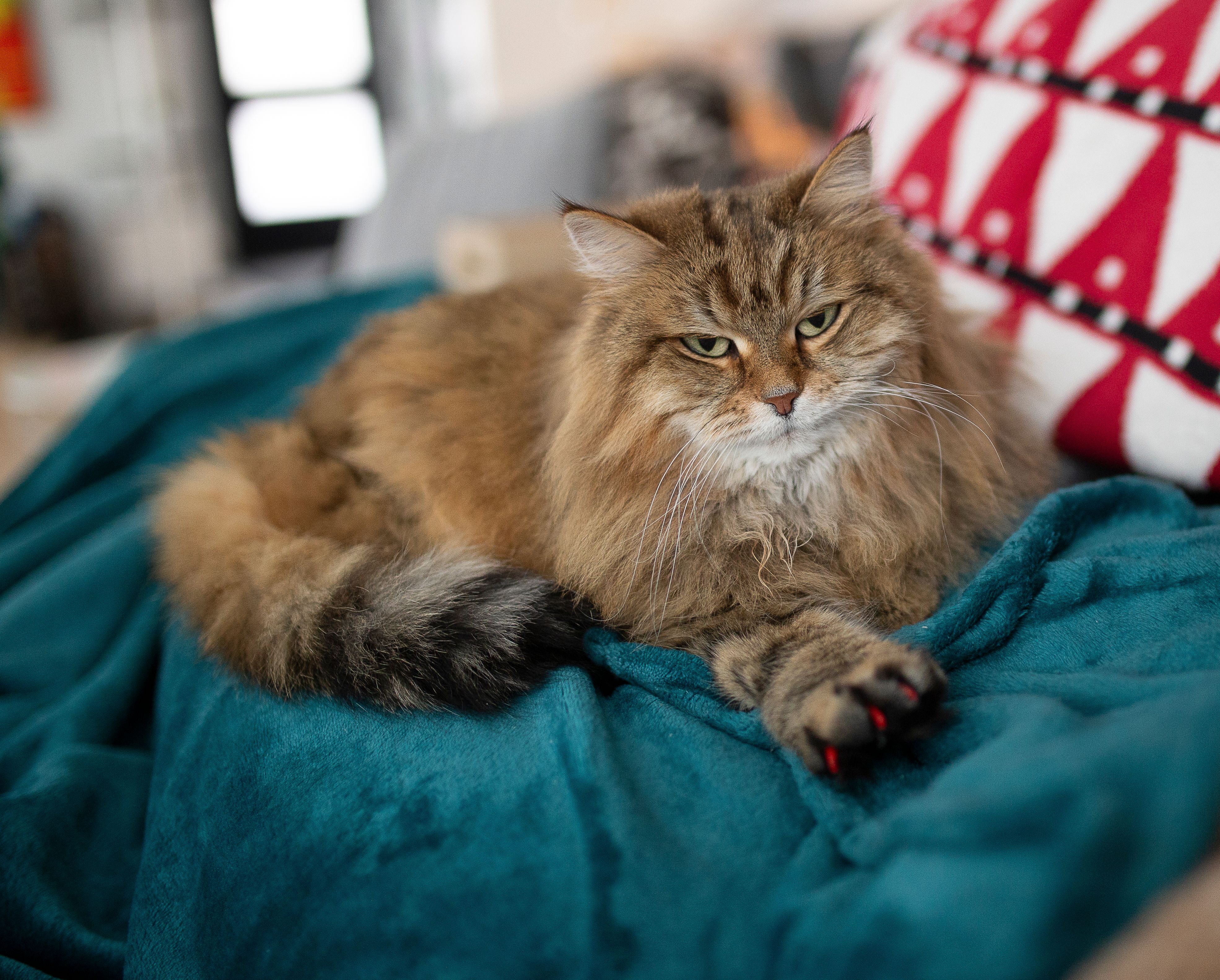 Gato siberiano estirado en el sofá con bonitas tapas de uñas
