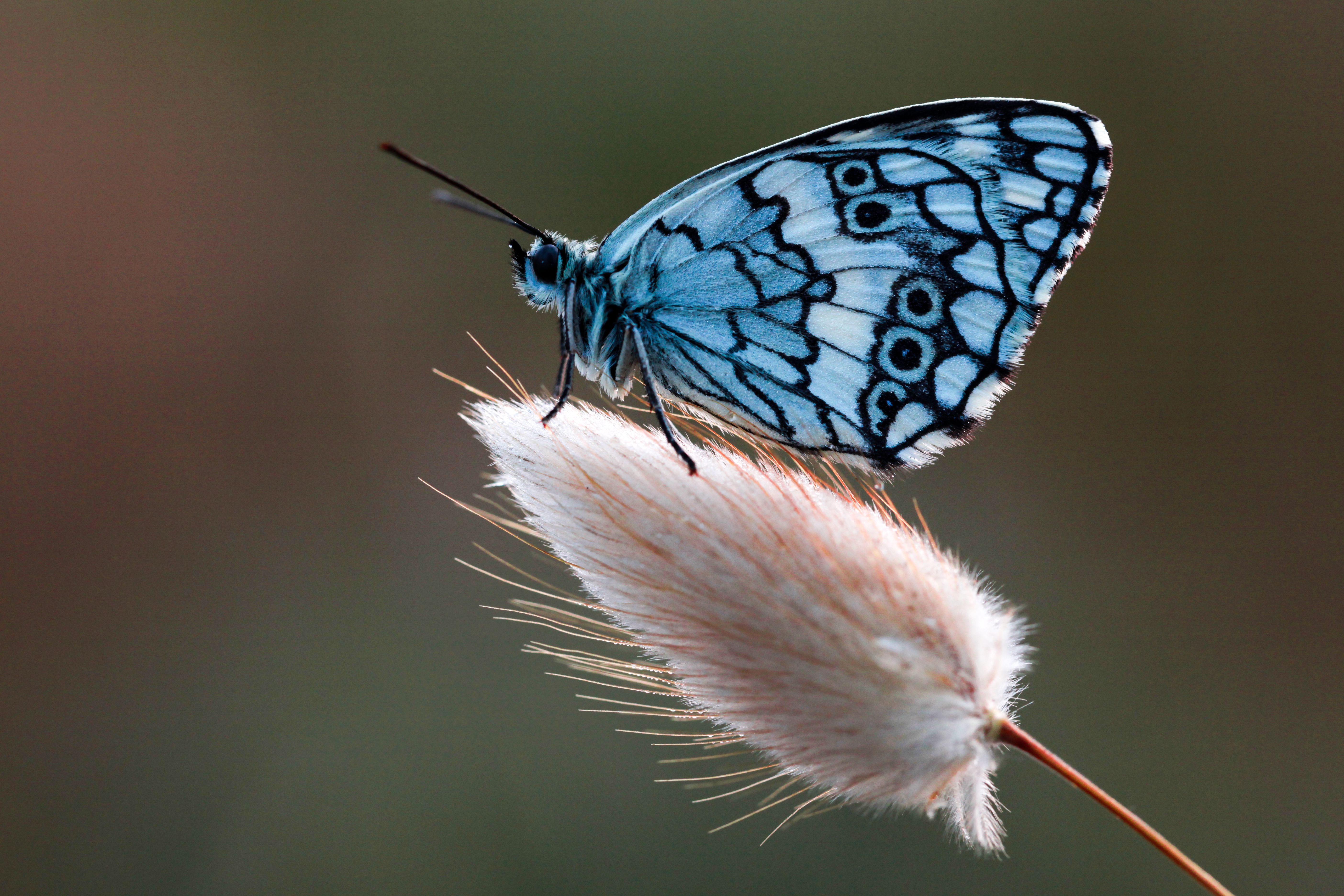 Beautiful Butterfly