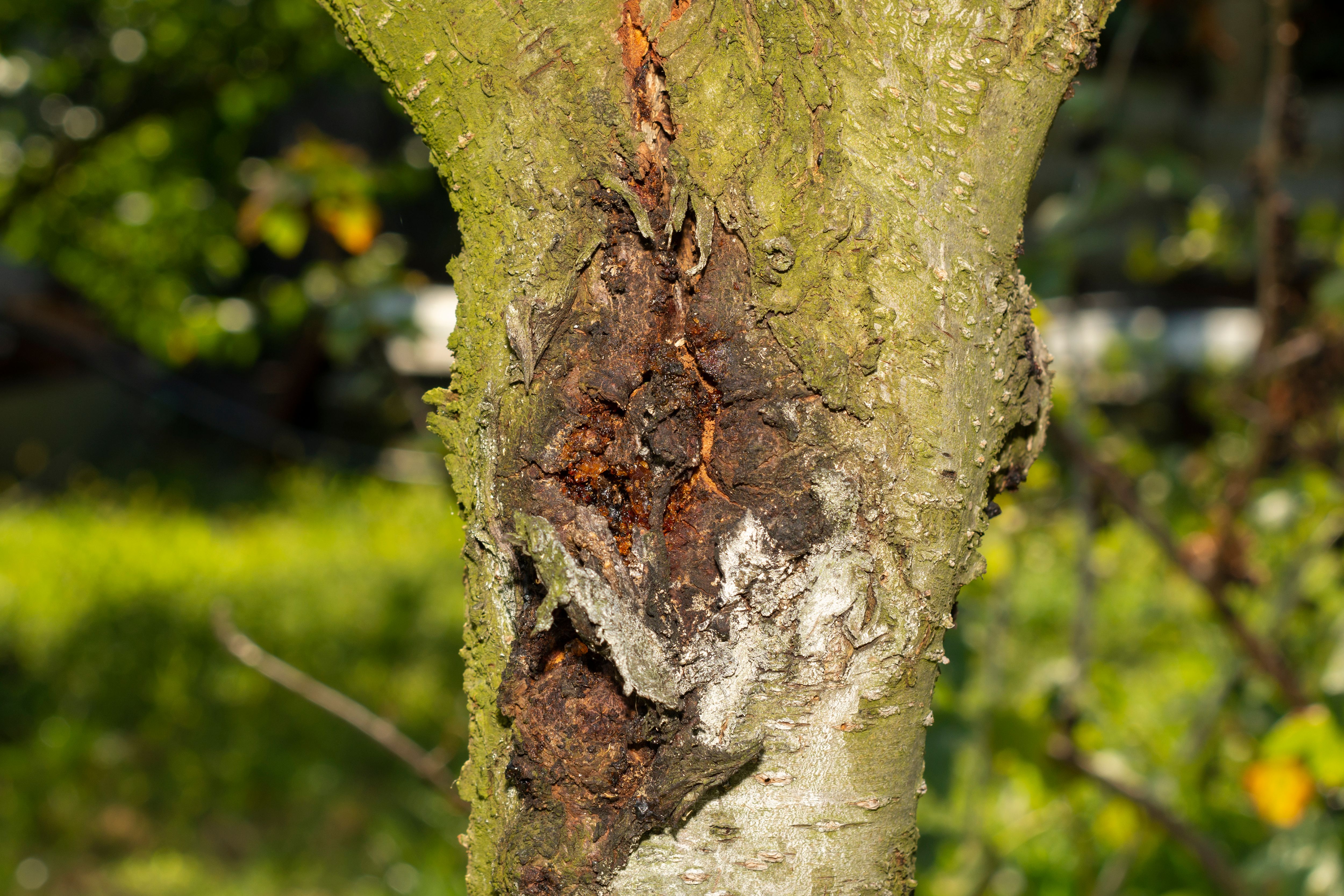 tree diseases