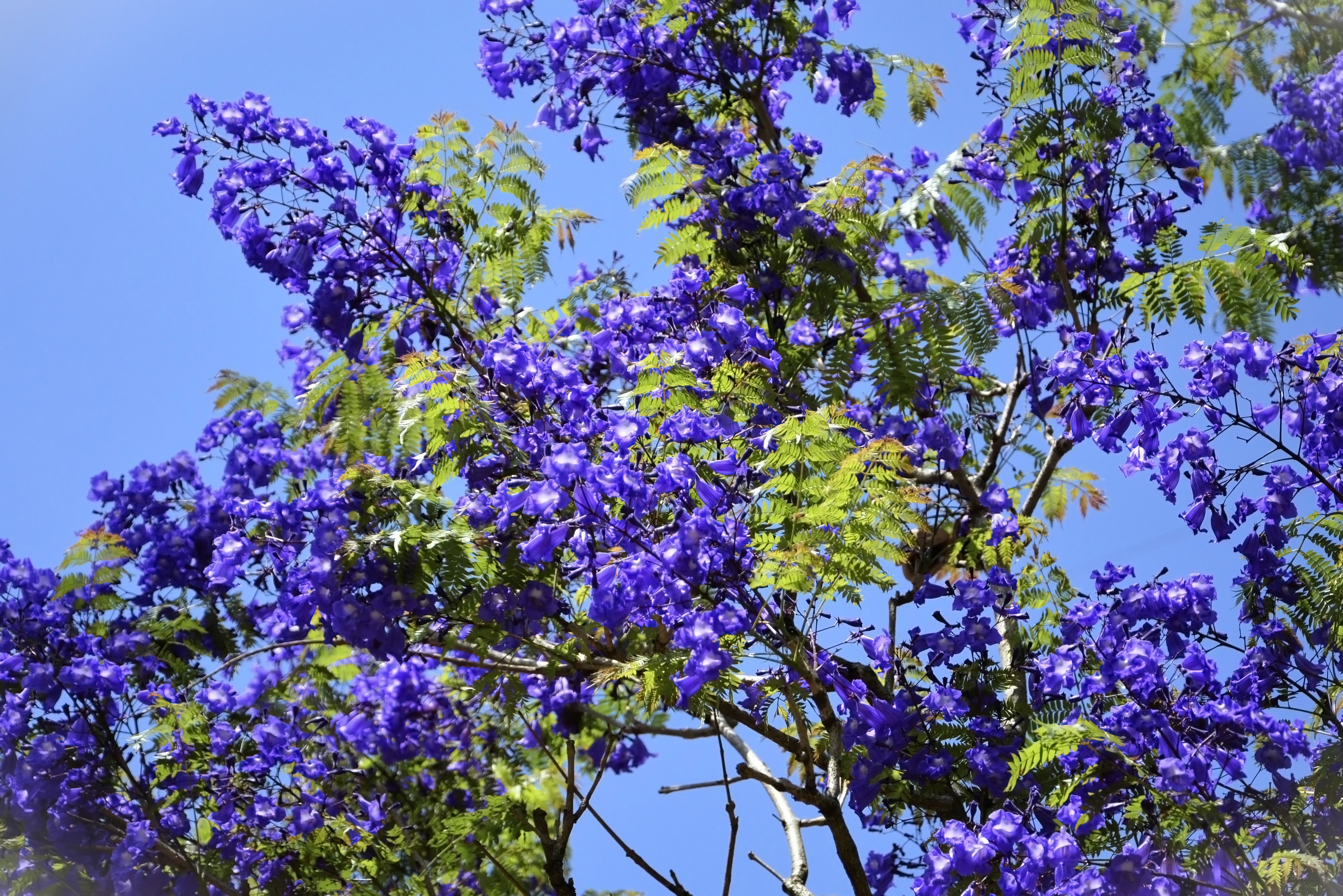 jacaranda blossoms