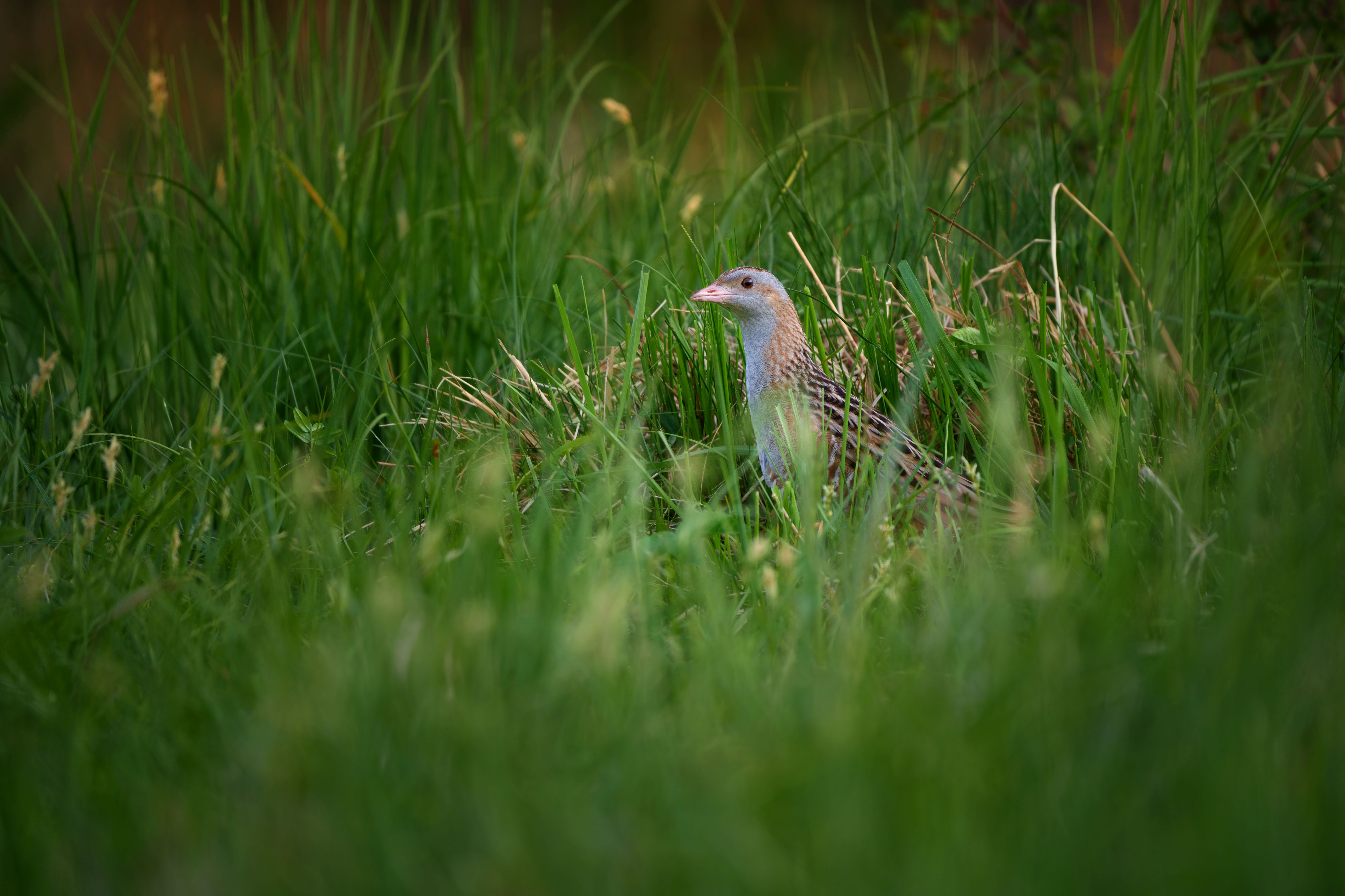 The corn crake or corncrake or landrail is a bird in the rail family