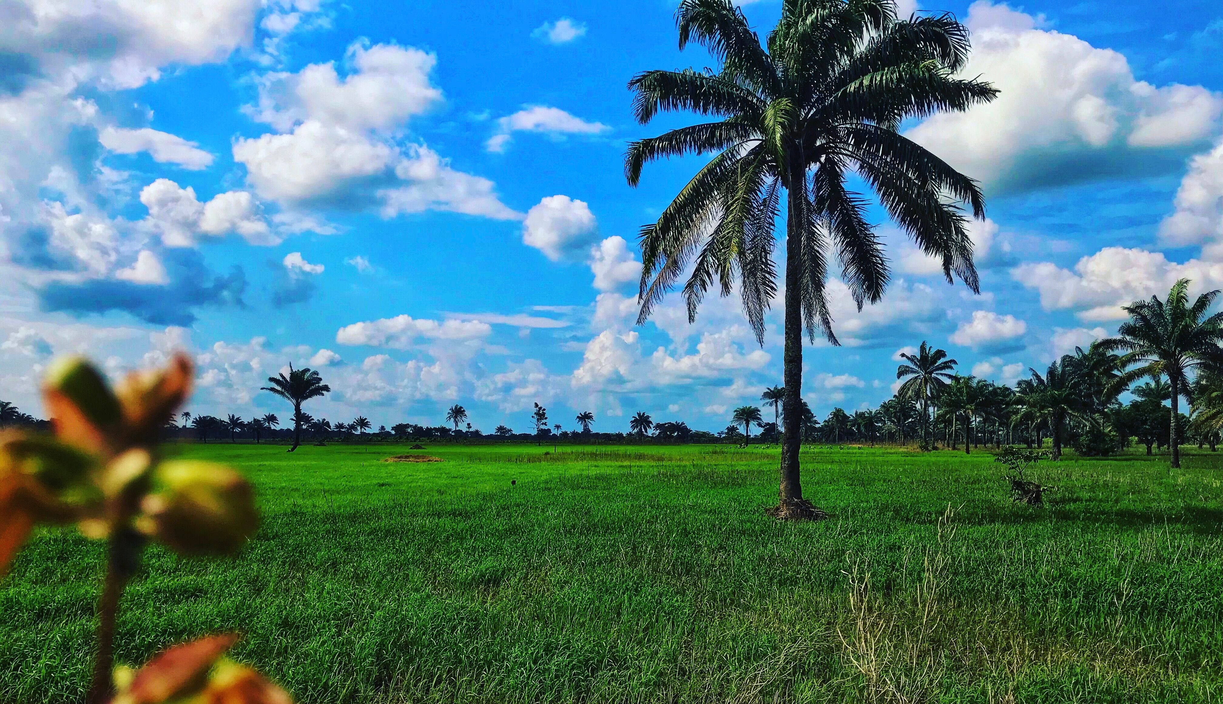 Plains of Oduma Plains of Oduma
