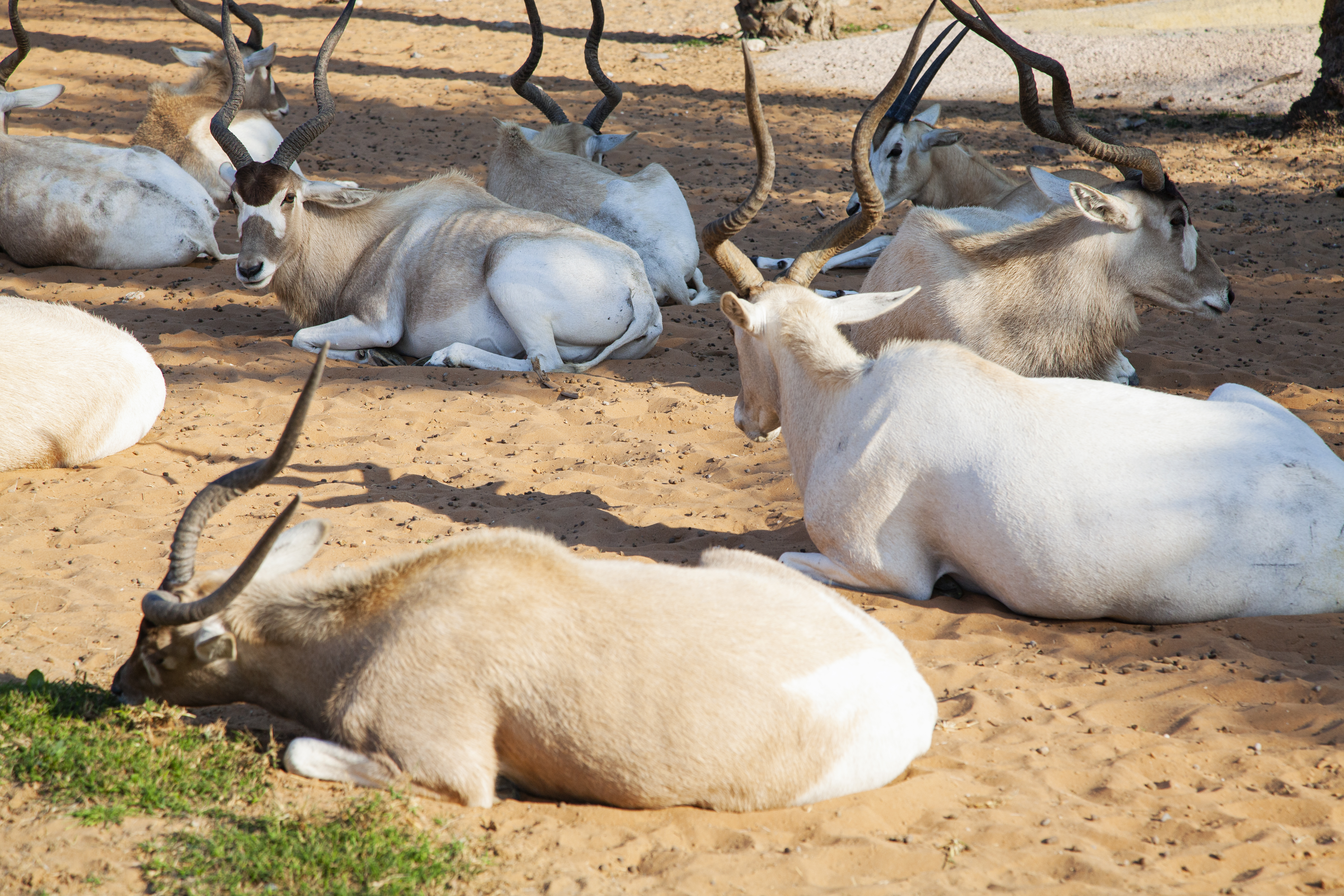 Herd Antelope addax spiral-horned