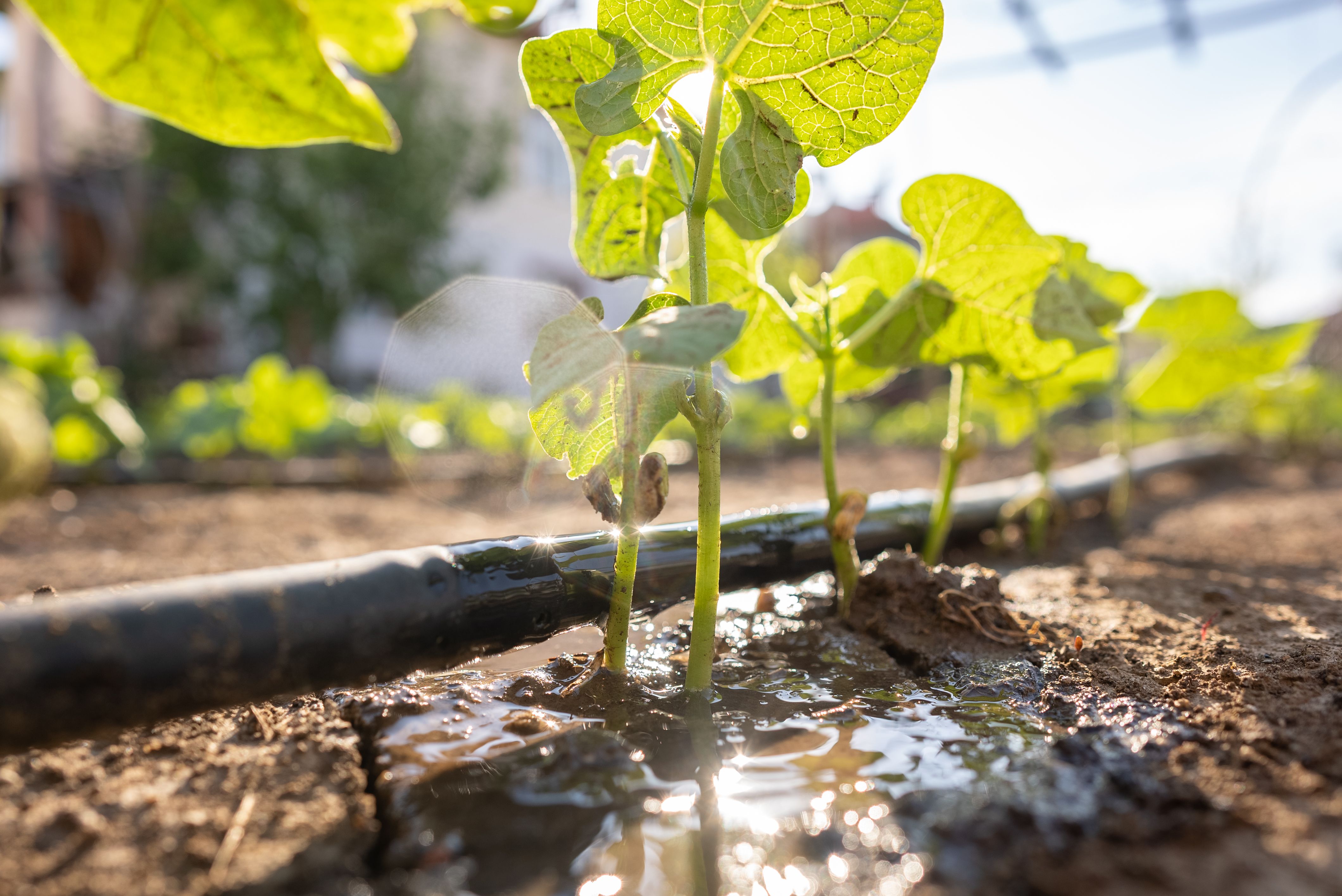 irrigation system