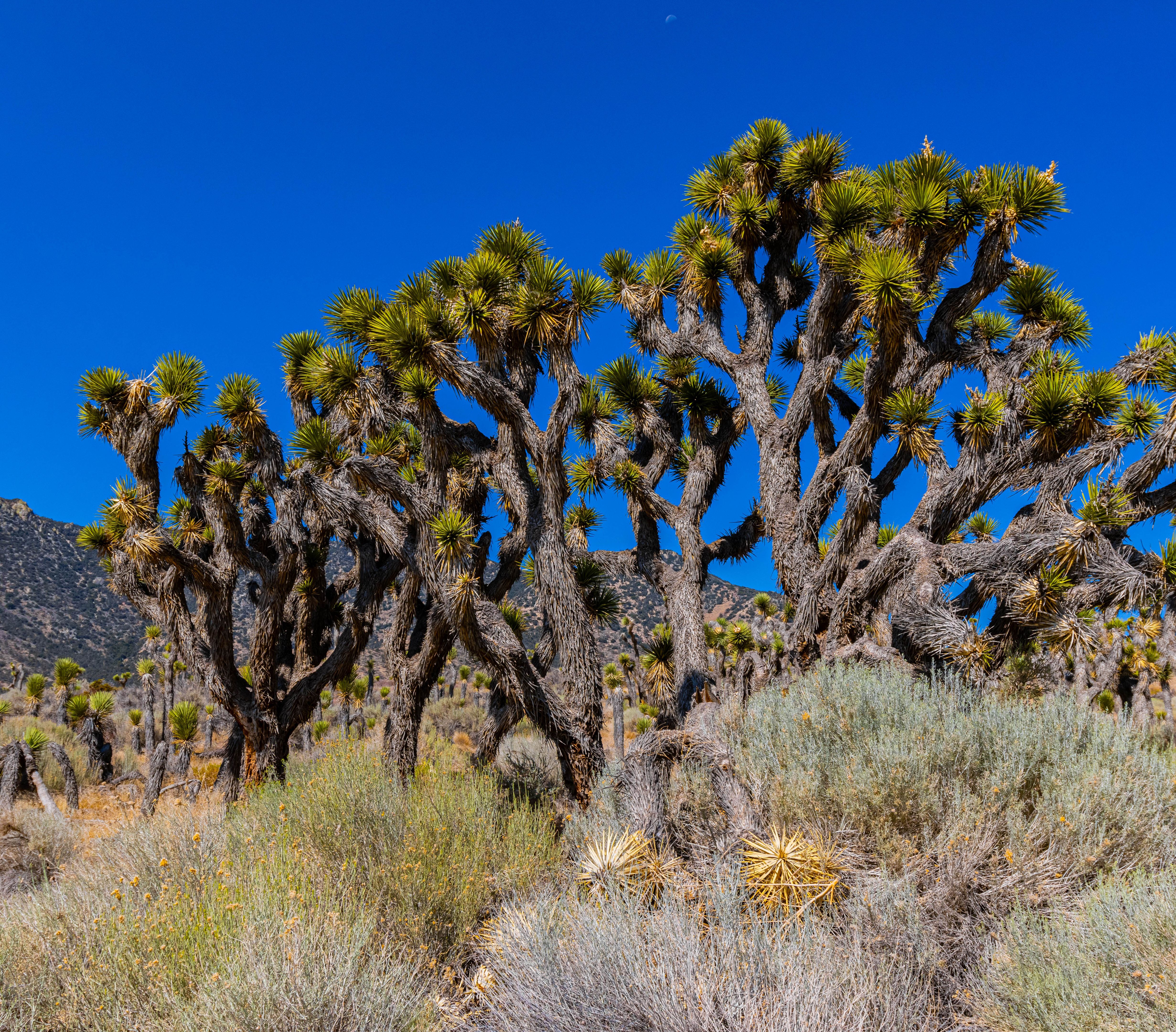 joshua tree desert