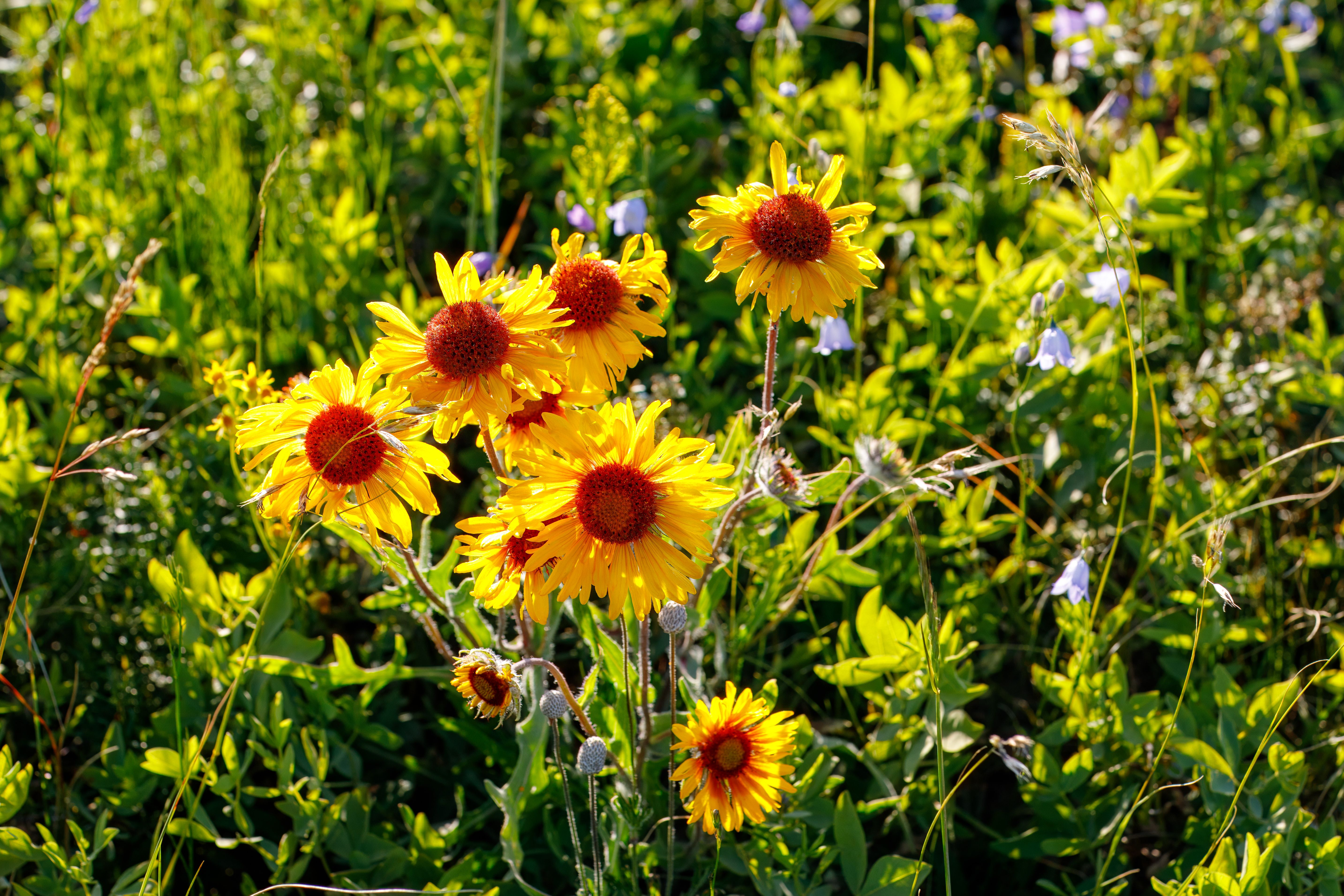 native plants Calgary