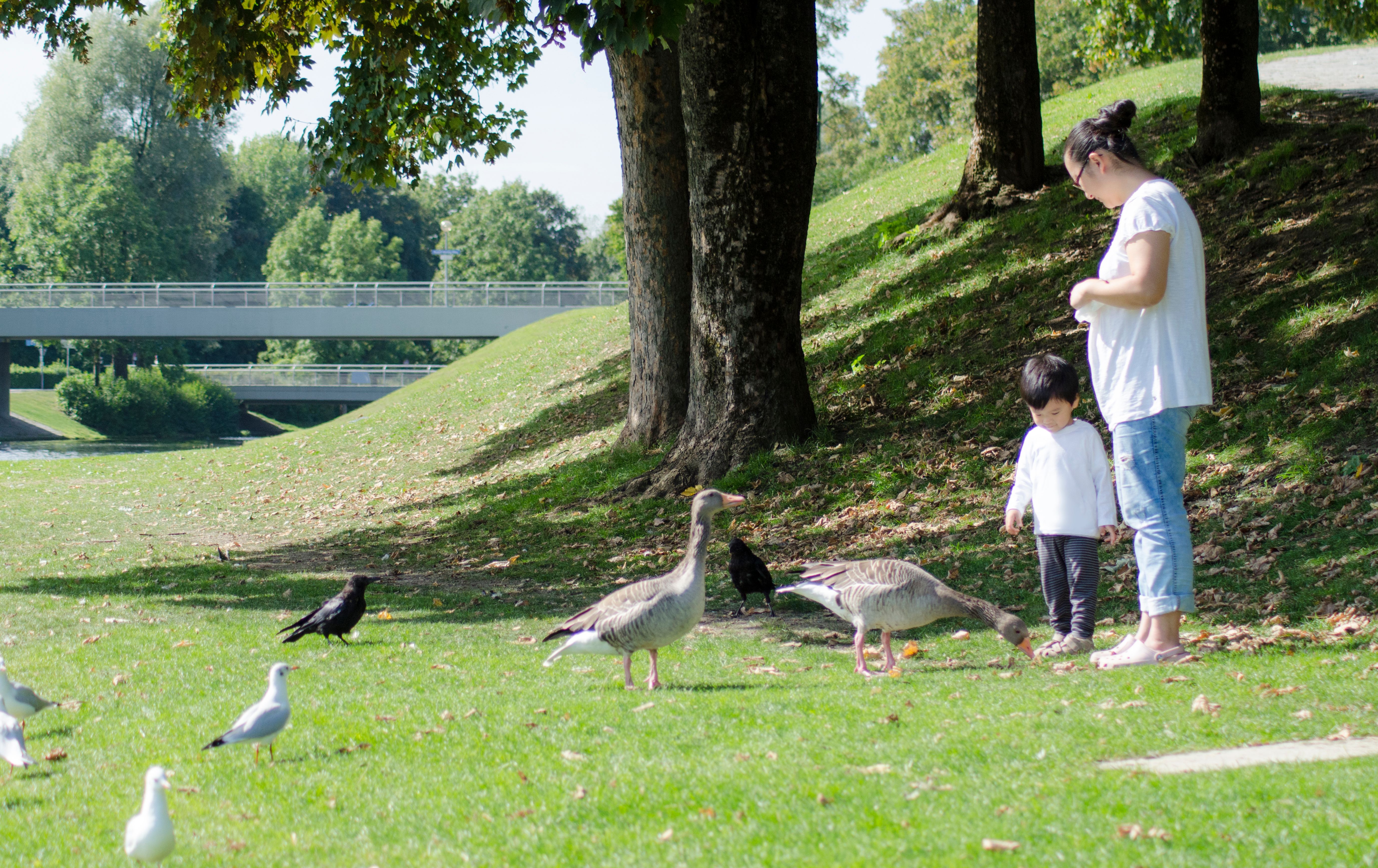 billericay family park