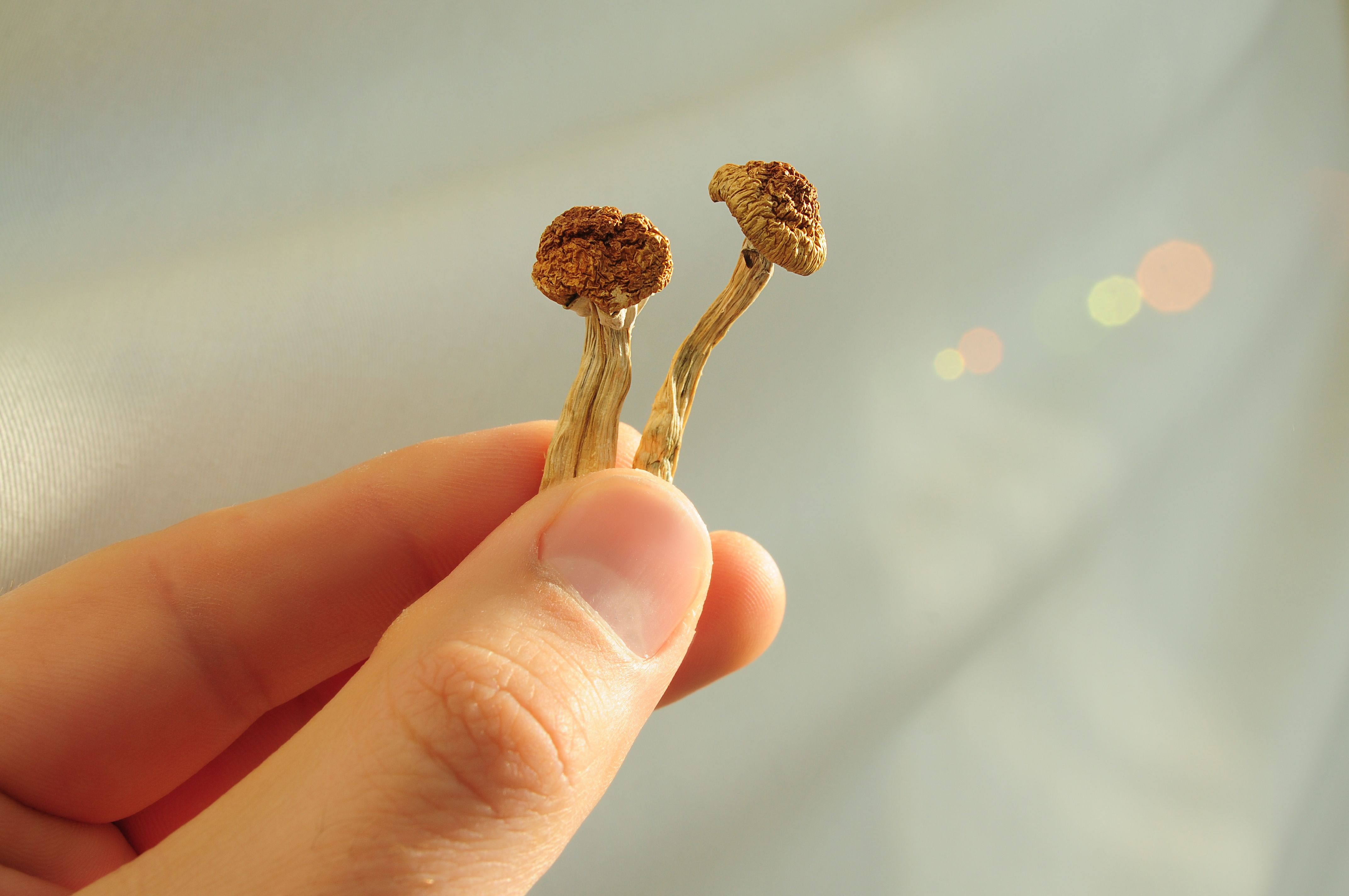 psilocybin mushrooms