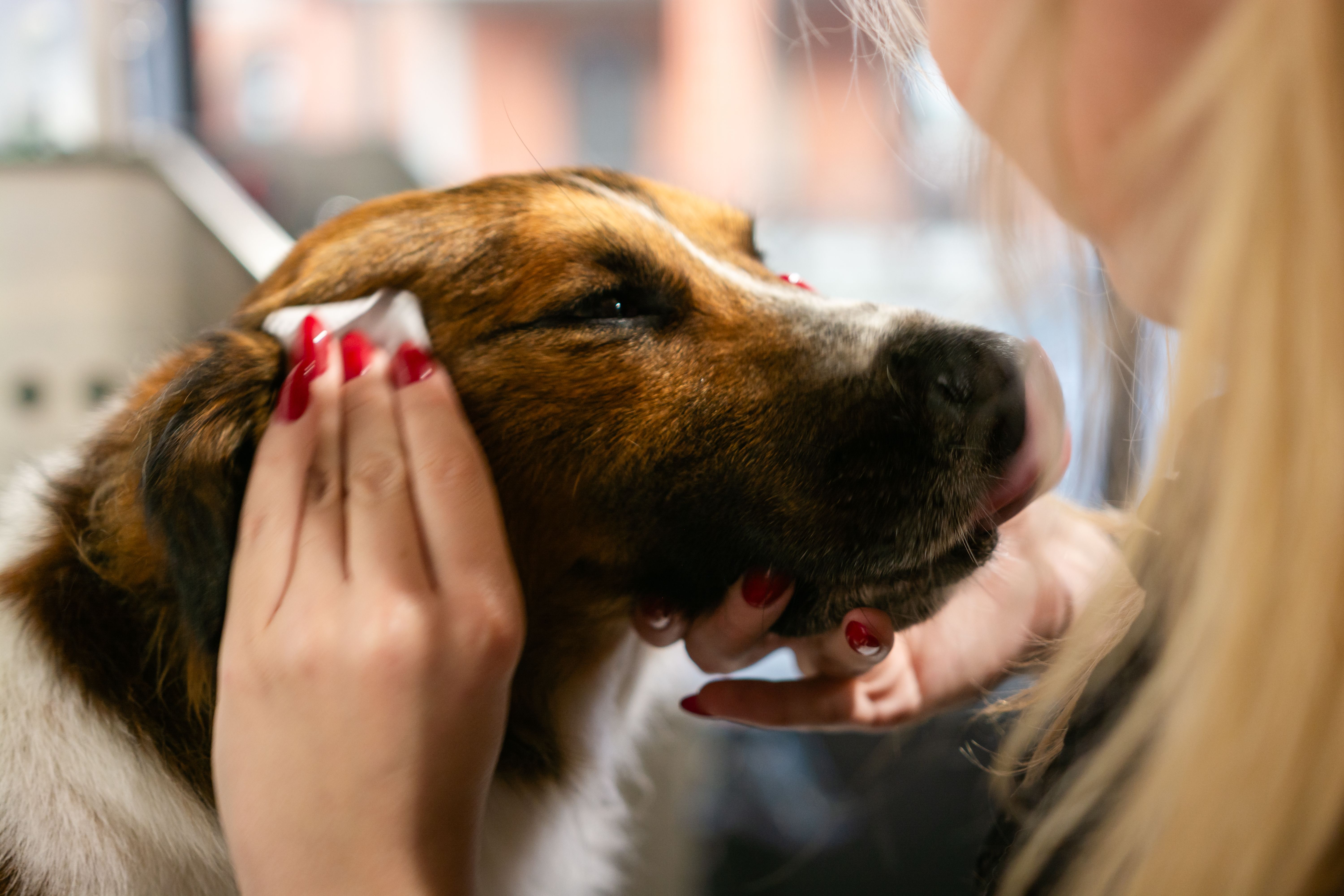 cleaning pet friendly