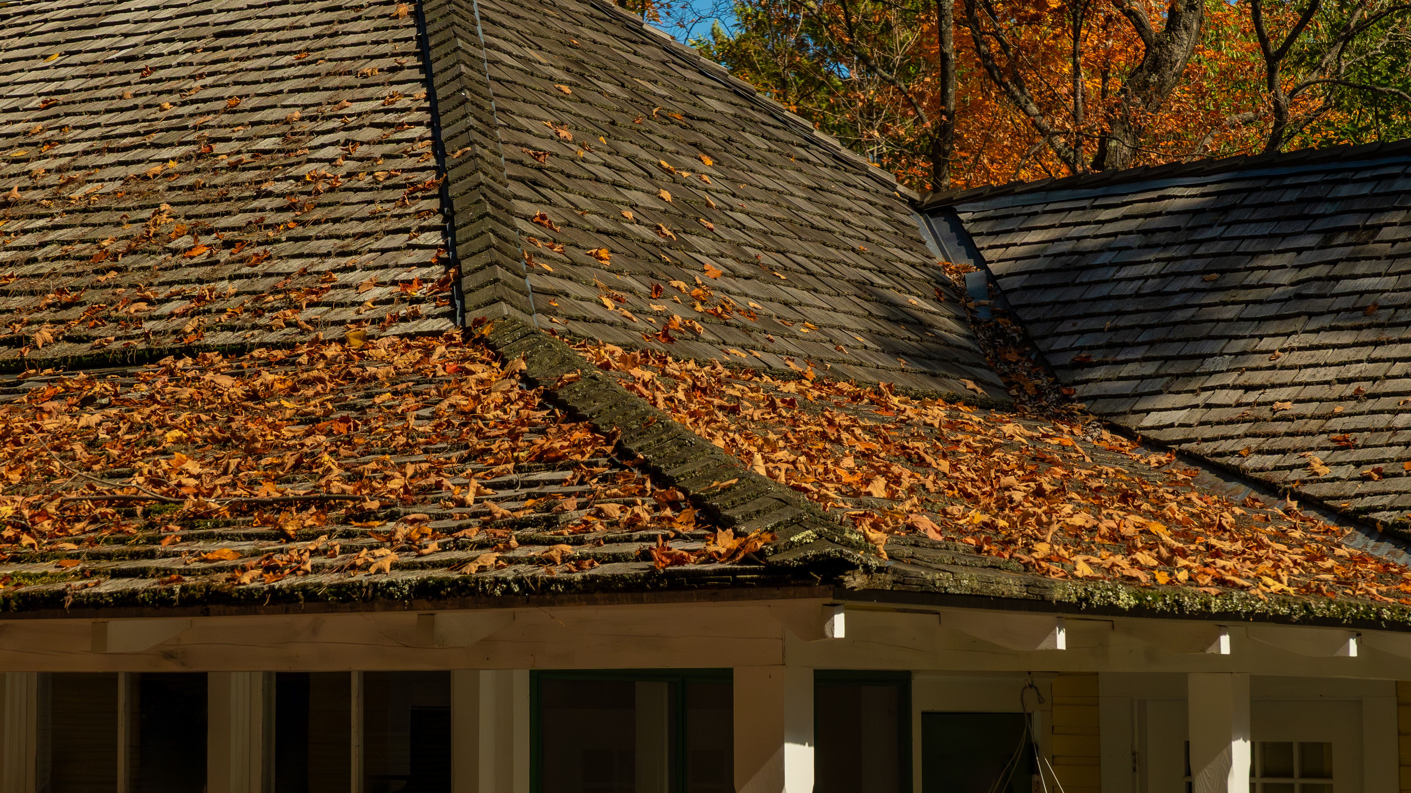 autumn roof leaves
