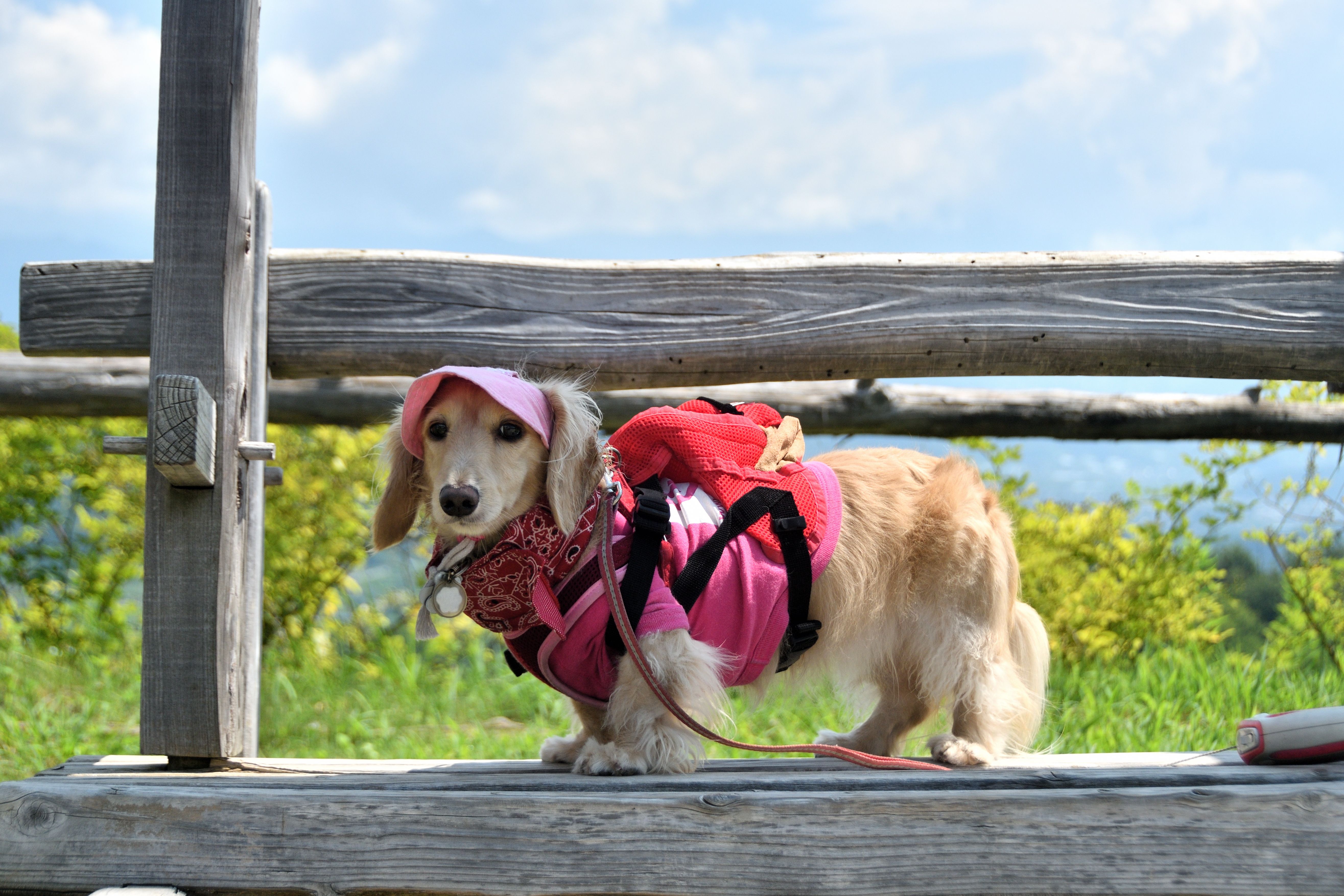 A dog hiking with a backpack. A dog hiking with a backpack.