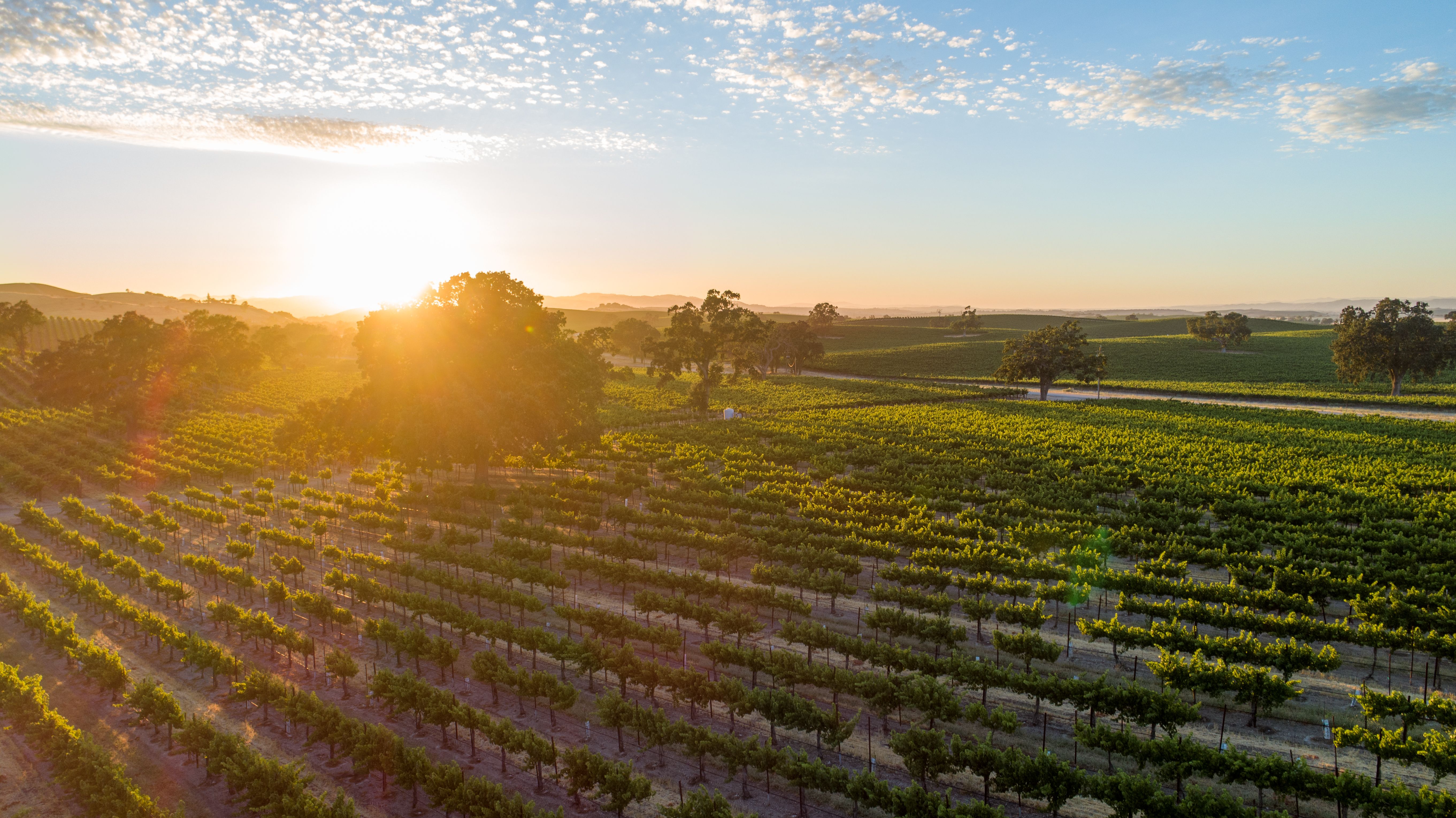 Warm, golden sunset in vineyard with rolling hills. Sun rays bursting through oak trees cast long shadows. Lens flare from sun beams