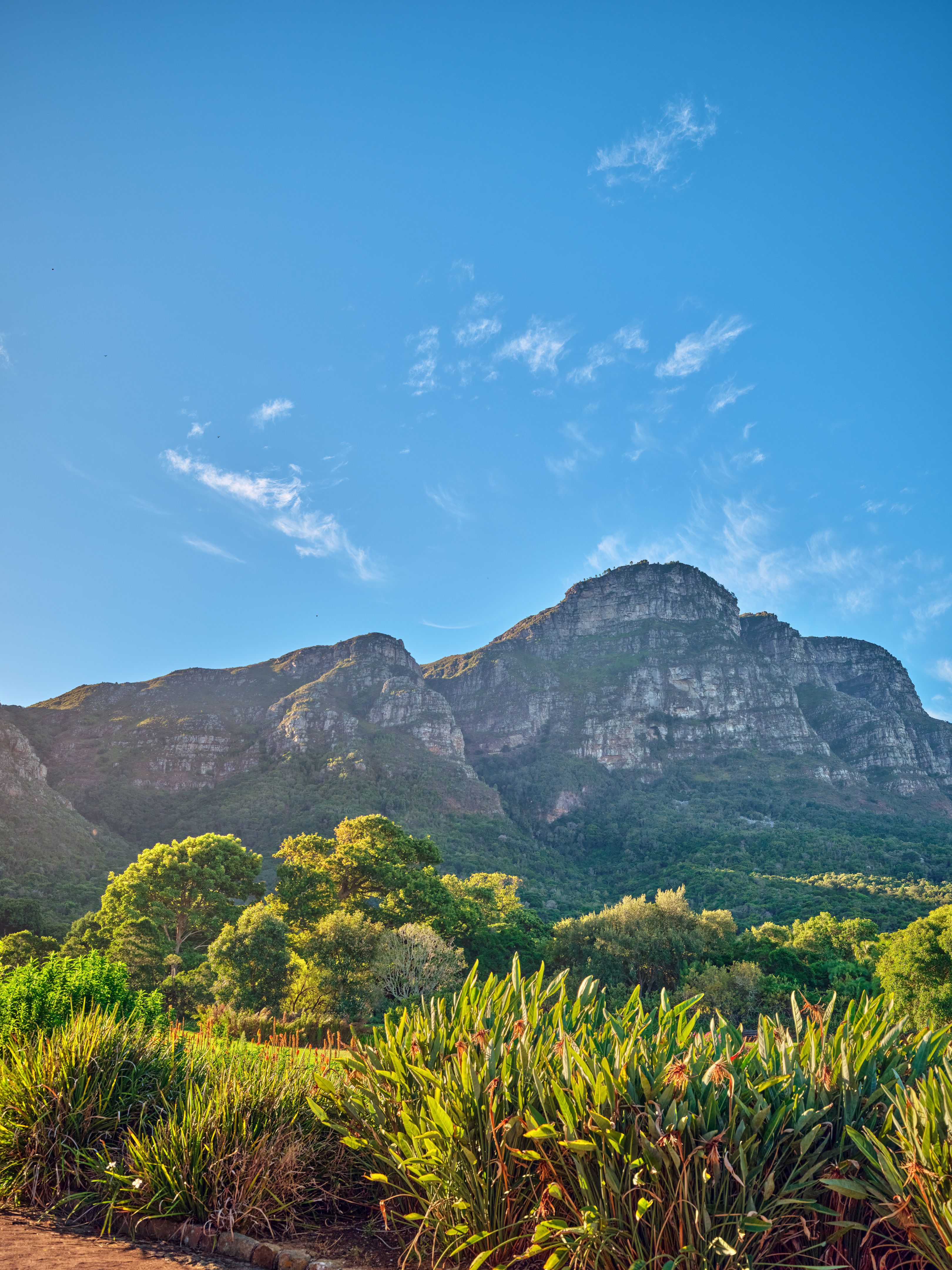 table mountain plants