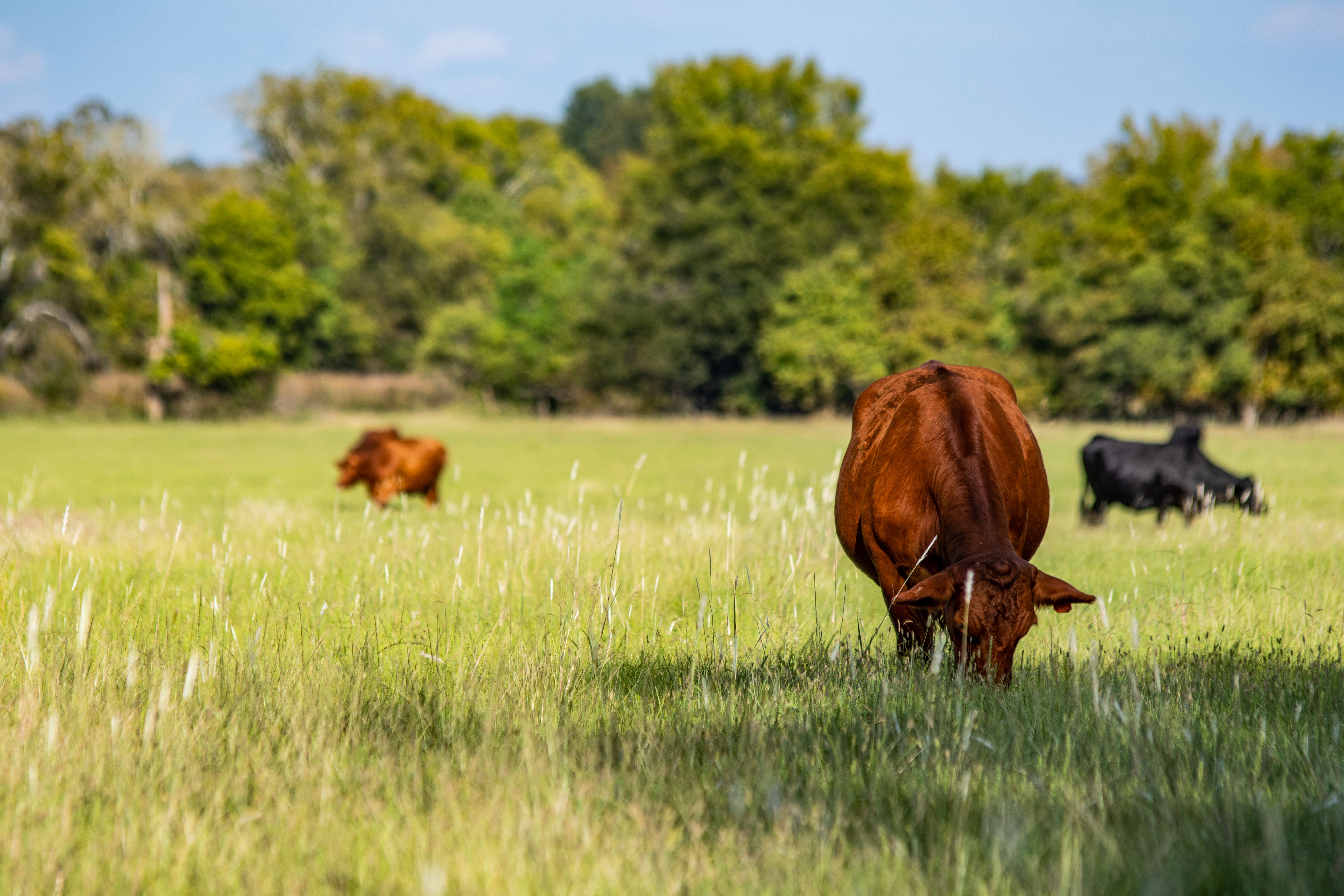 pasture grazing