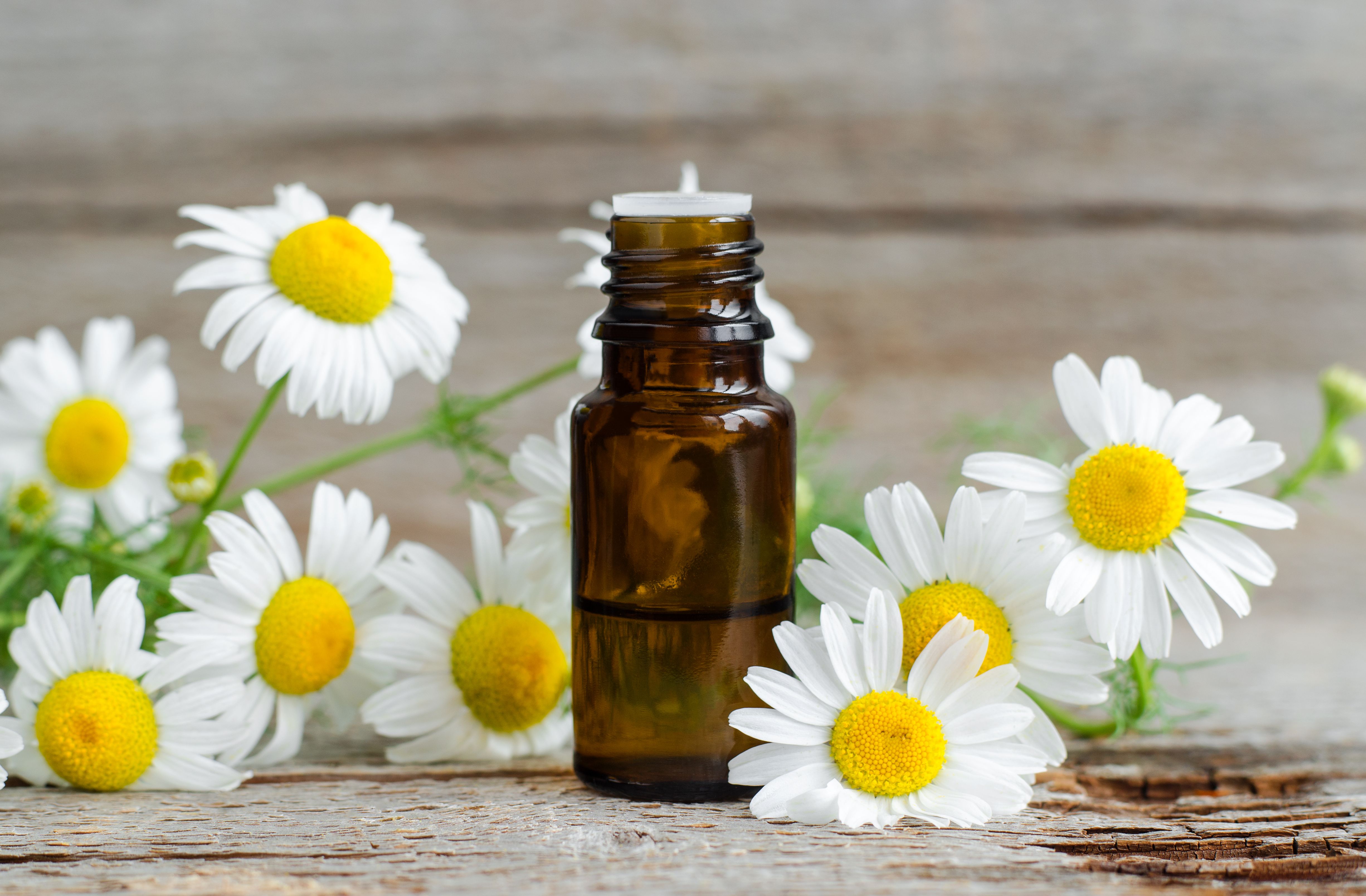 chamomile oil