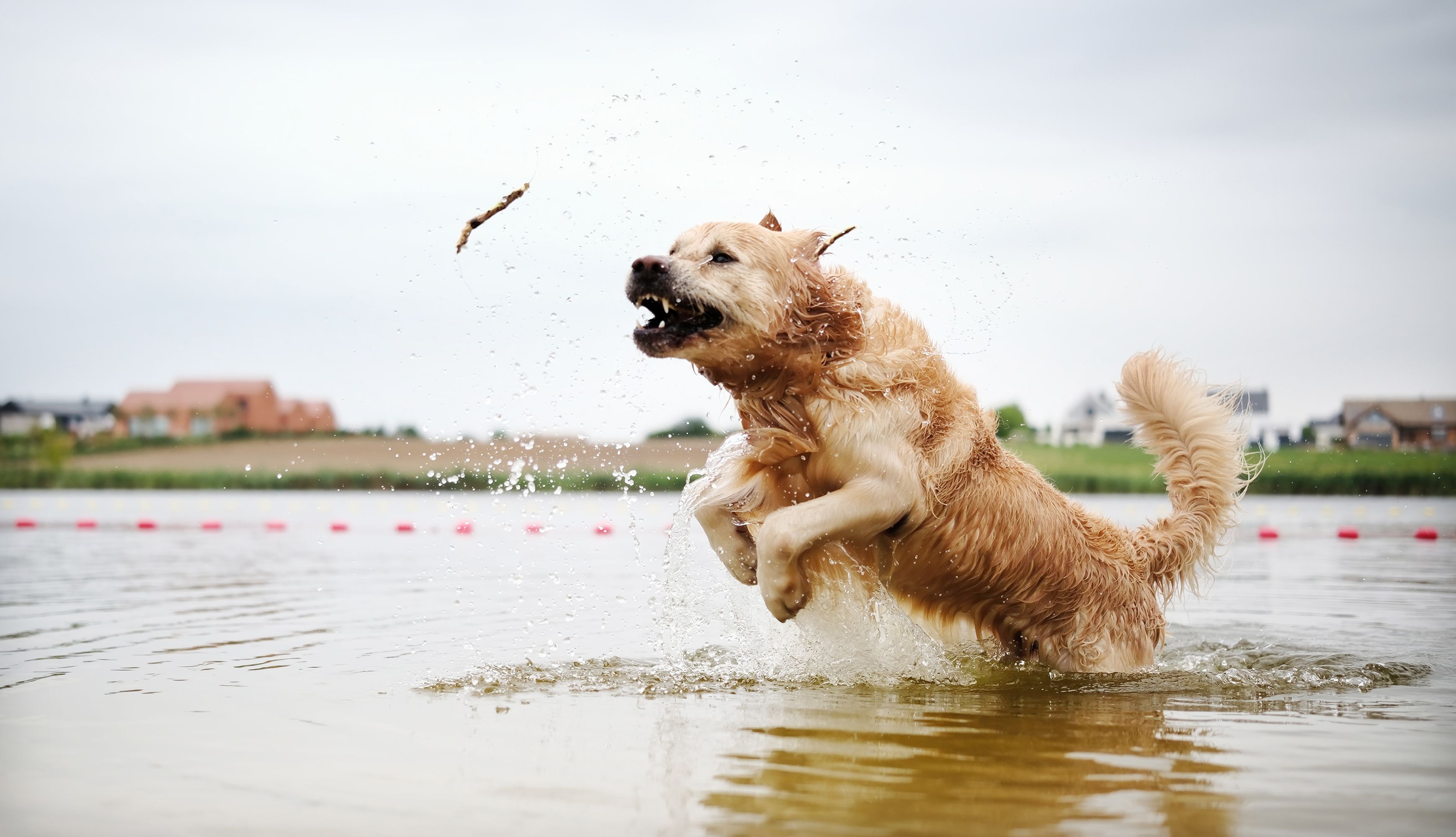 dog playing water