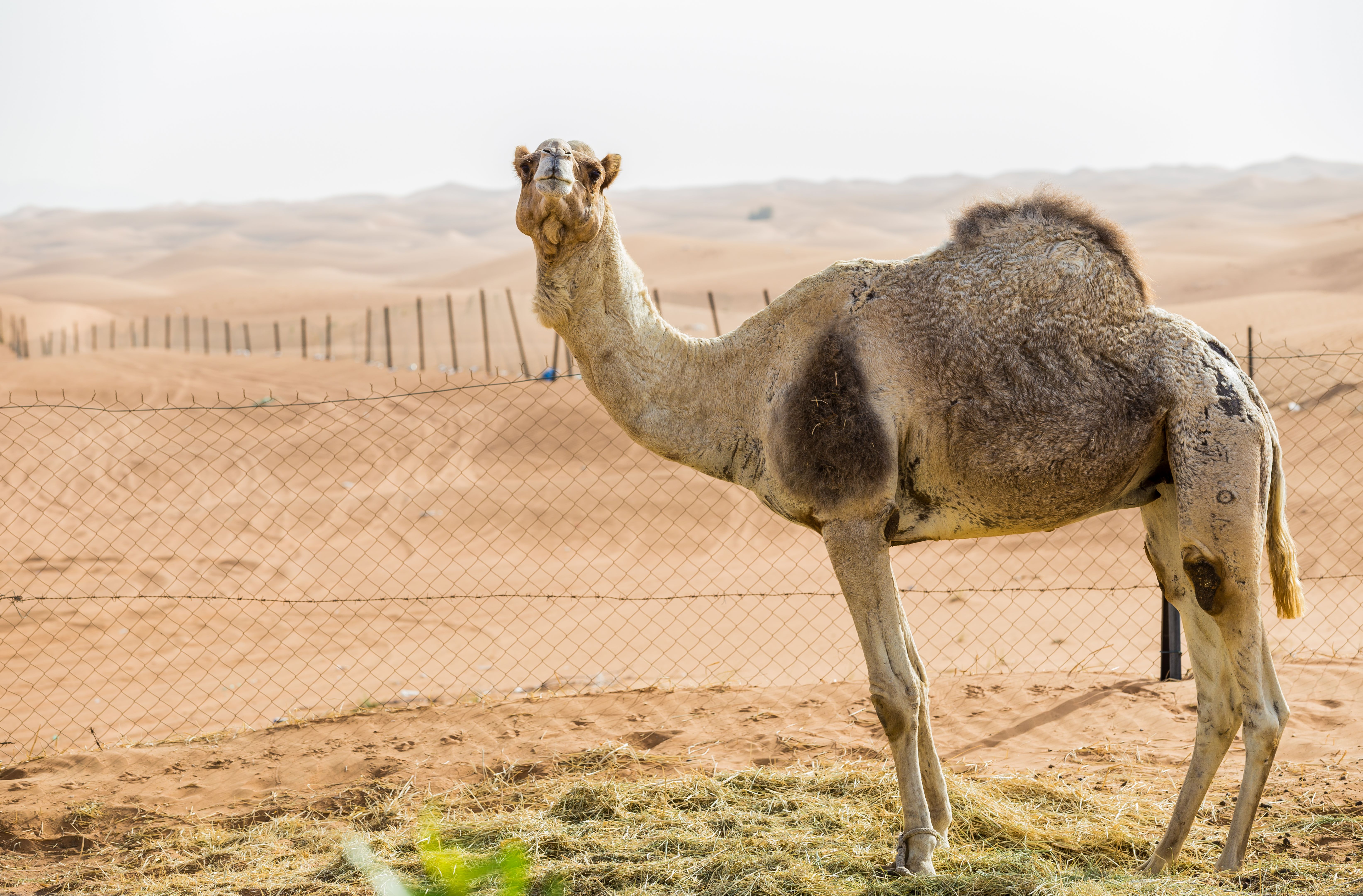 Camel with desert in the background