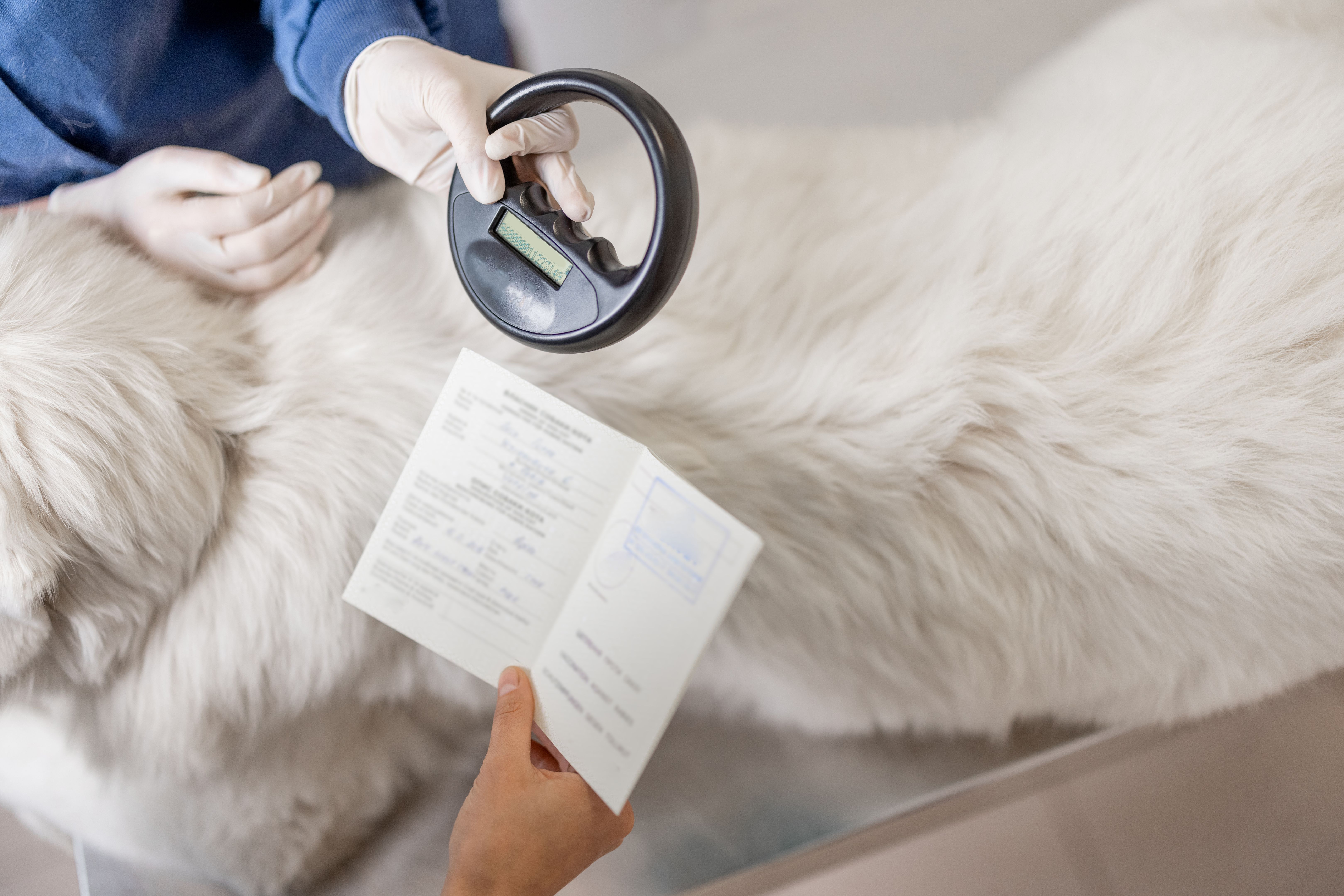 pet surrender process