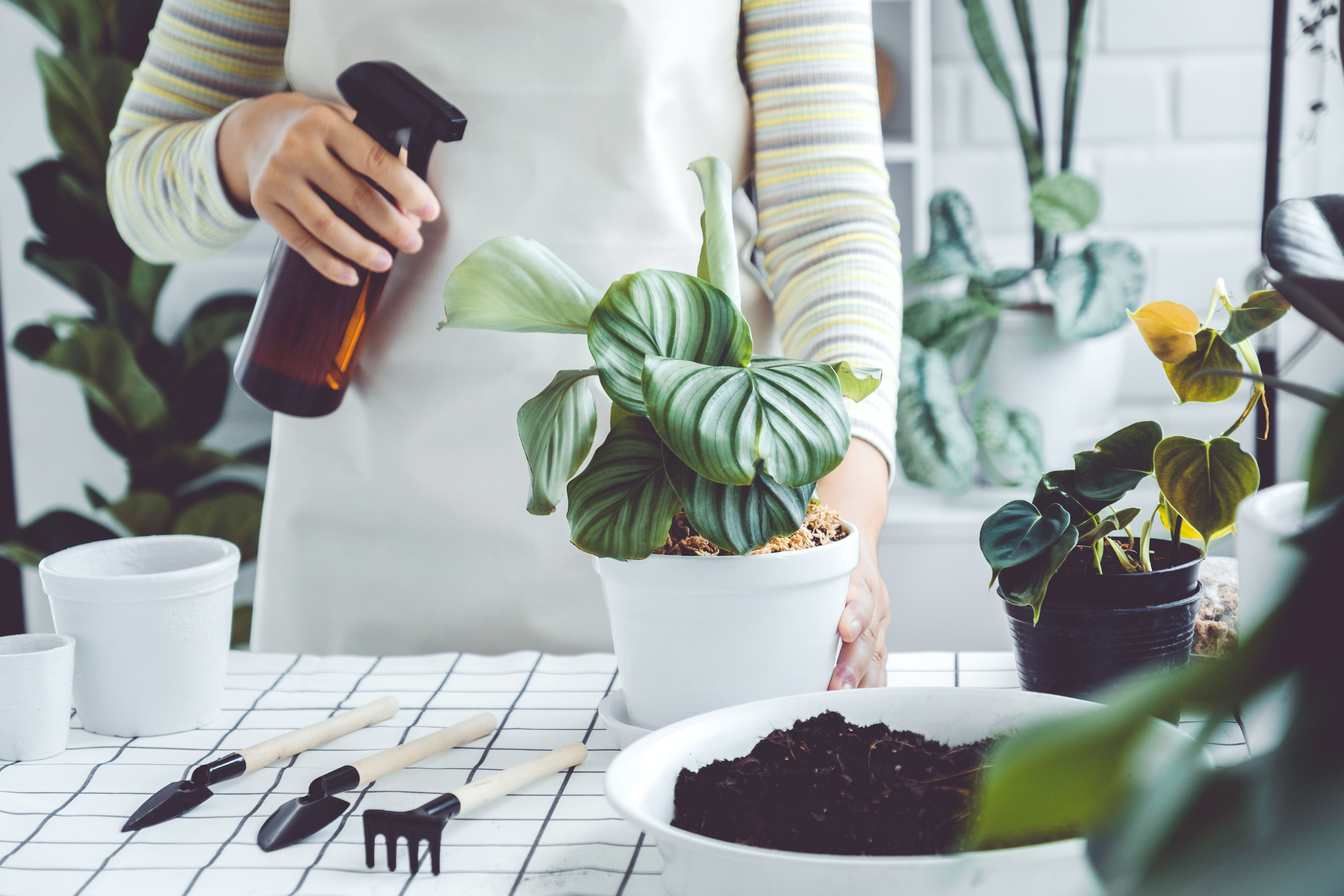 watering plants