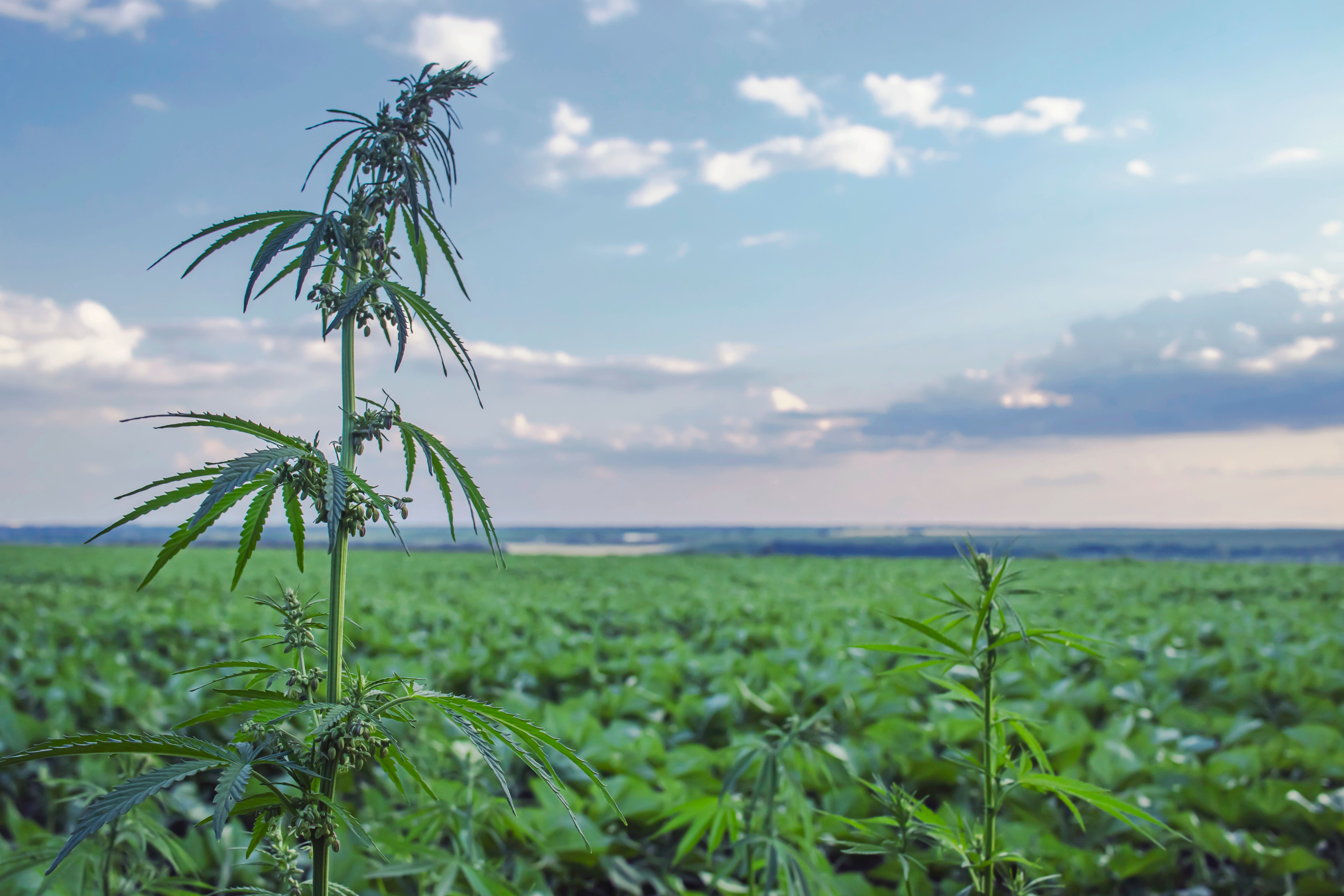 hemp field