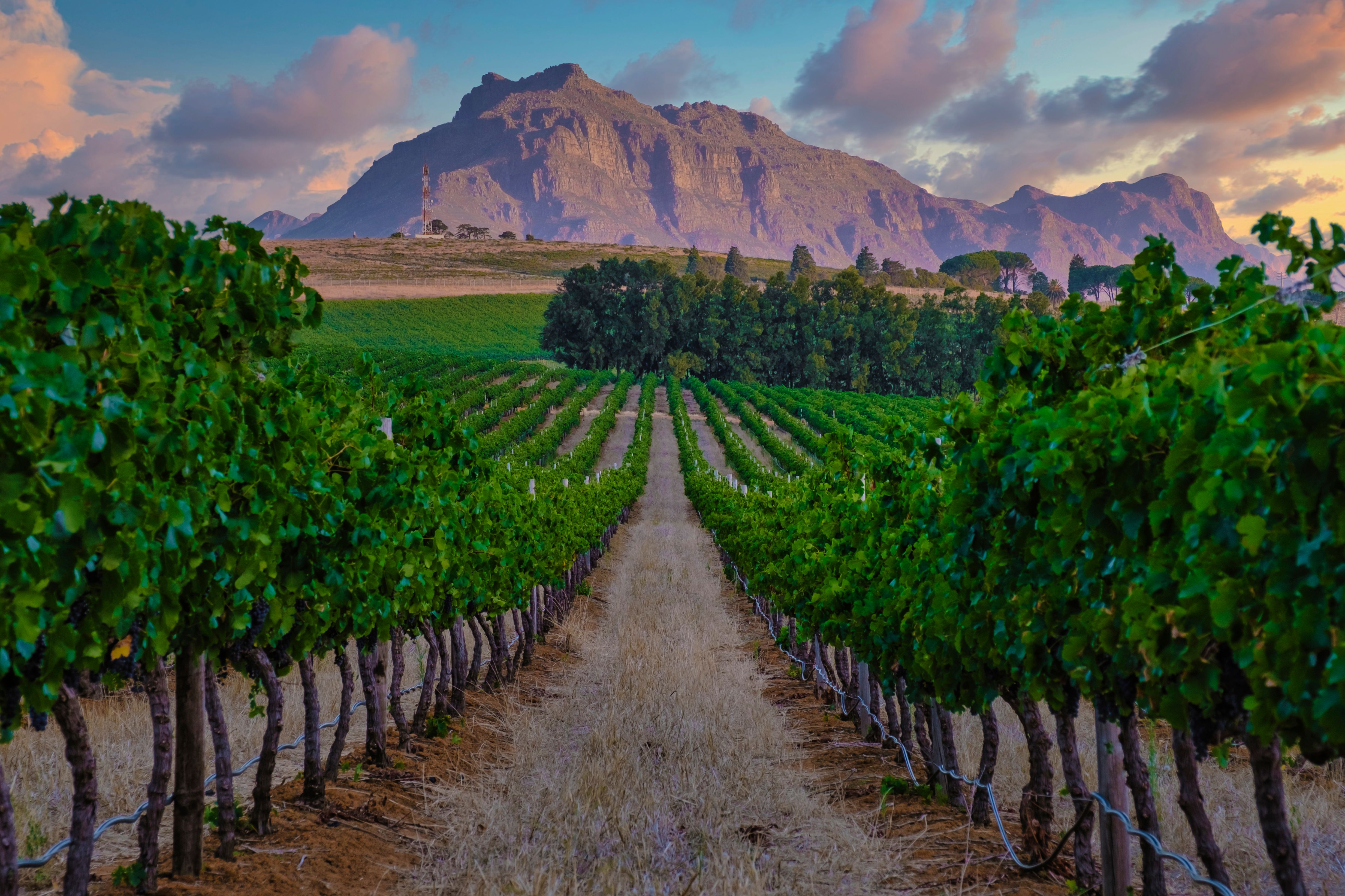 cape winelands