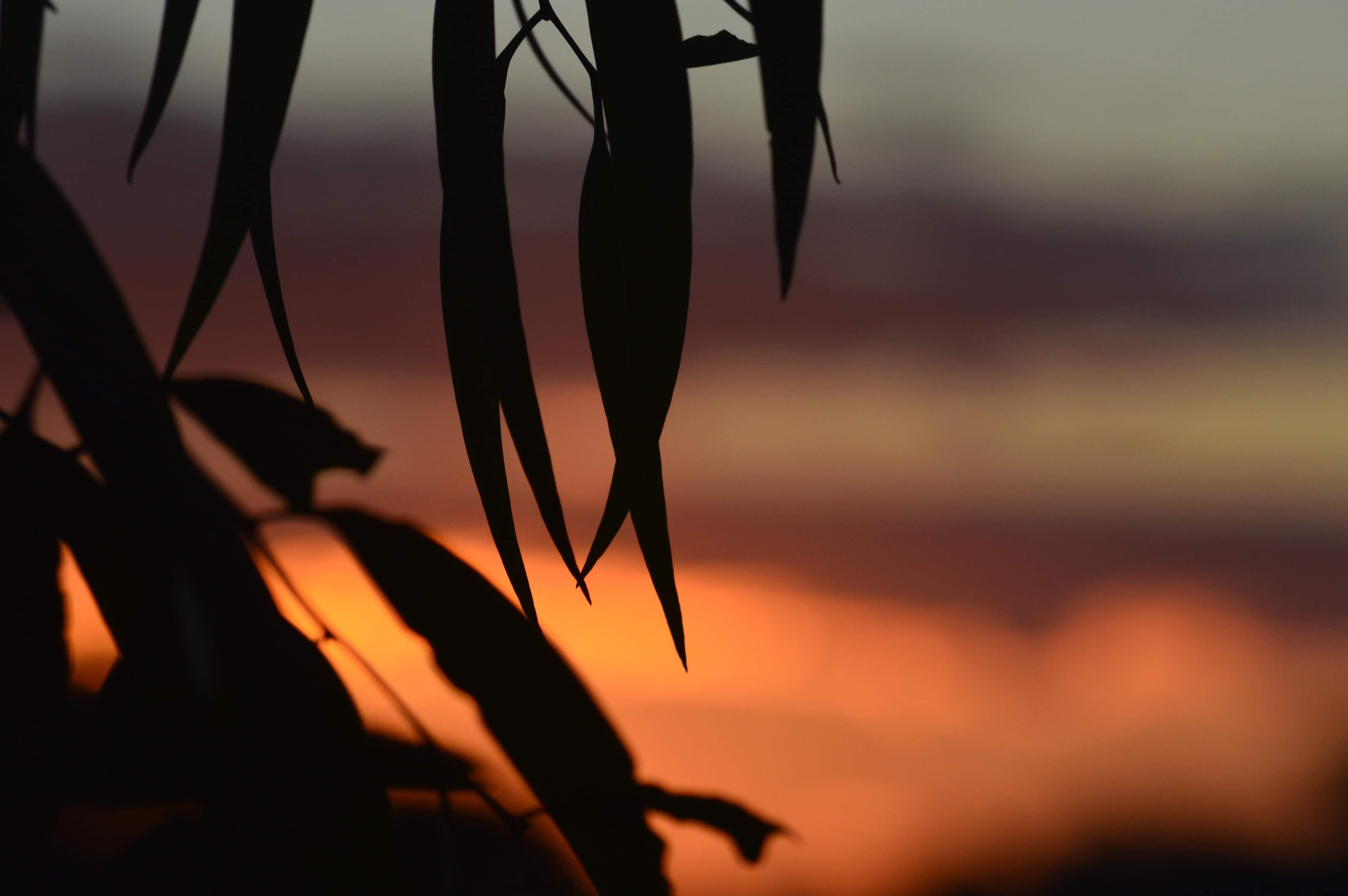 Gum Leaf Sunset