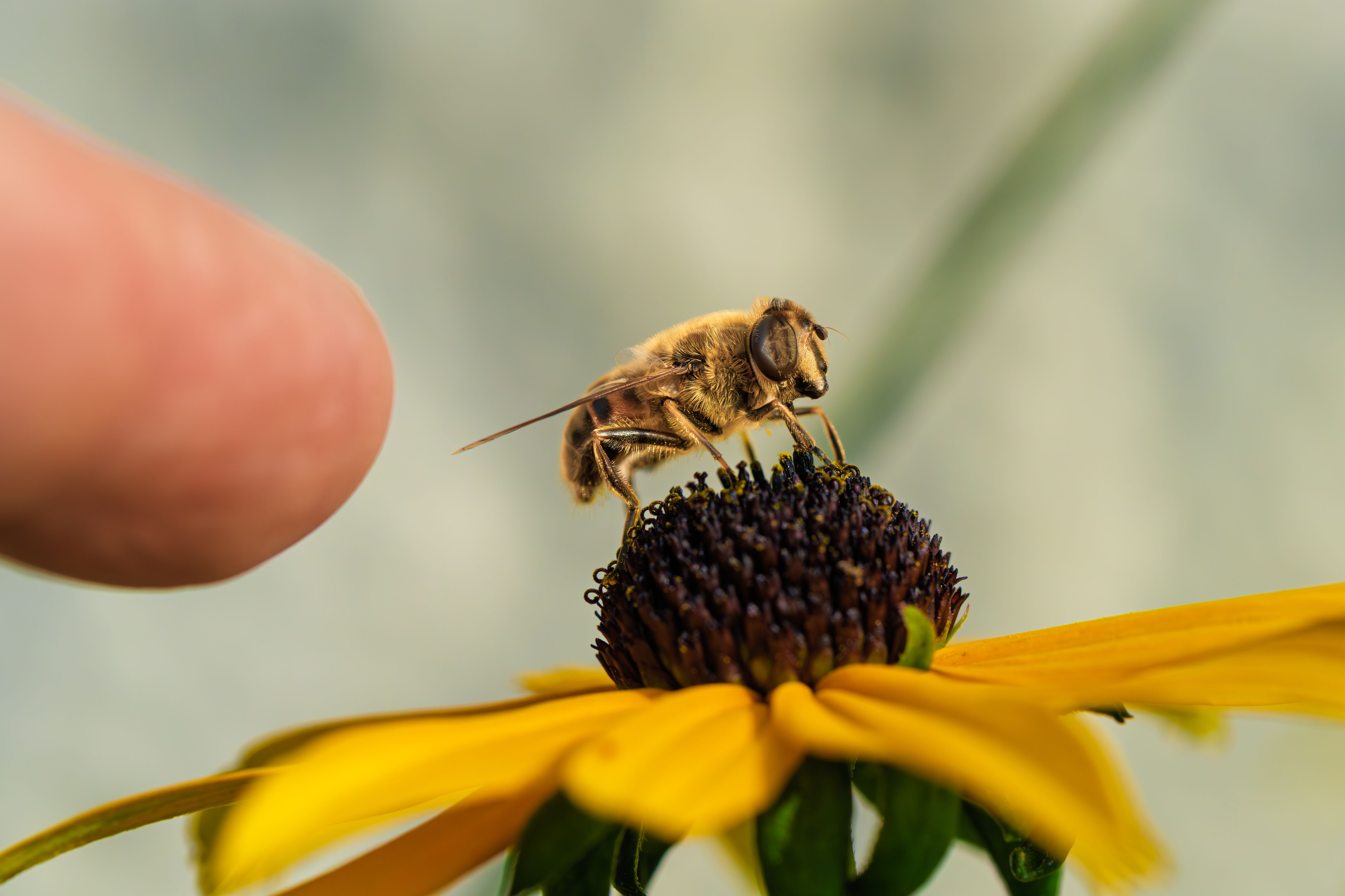 stripe api integration