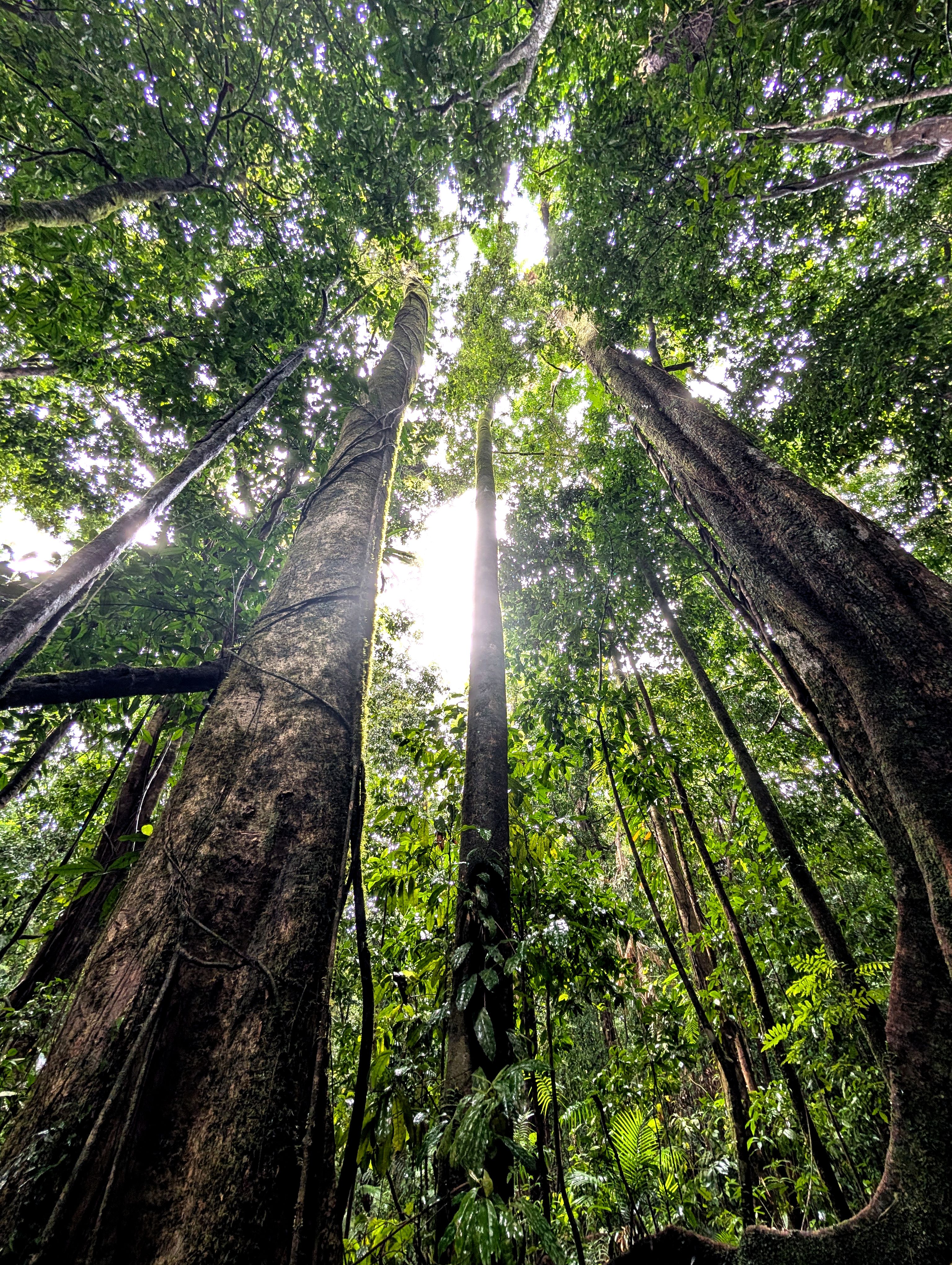 daintree rainforest