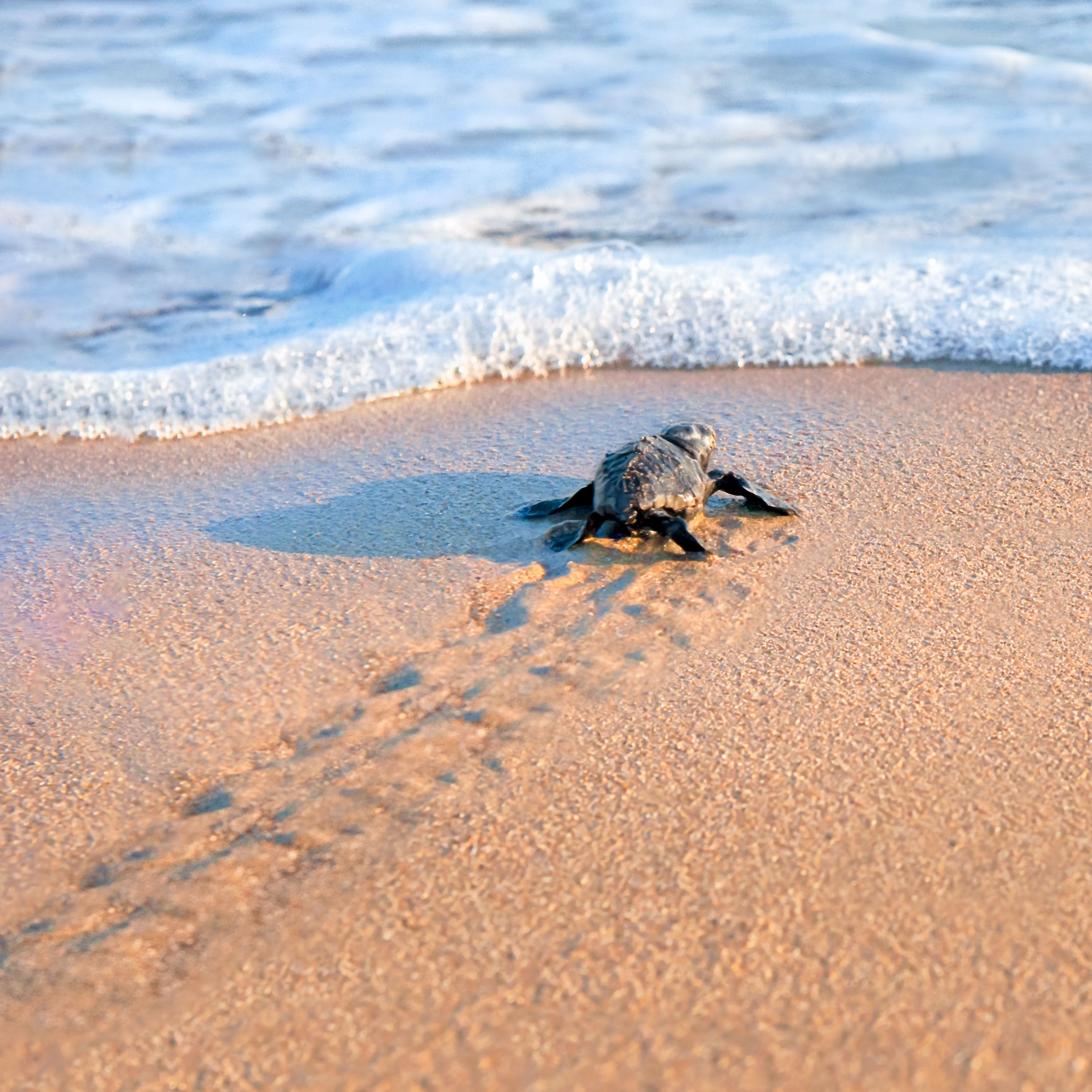 sea turtle beach