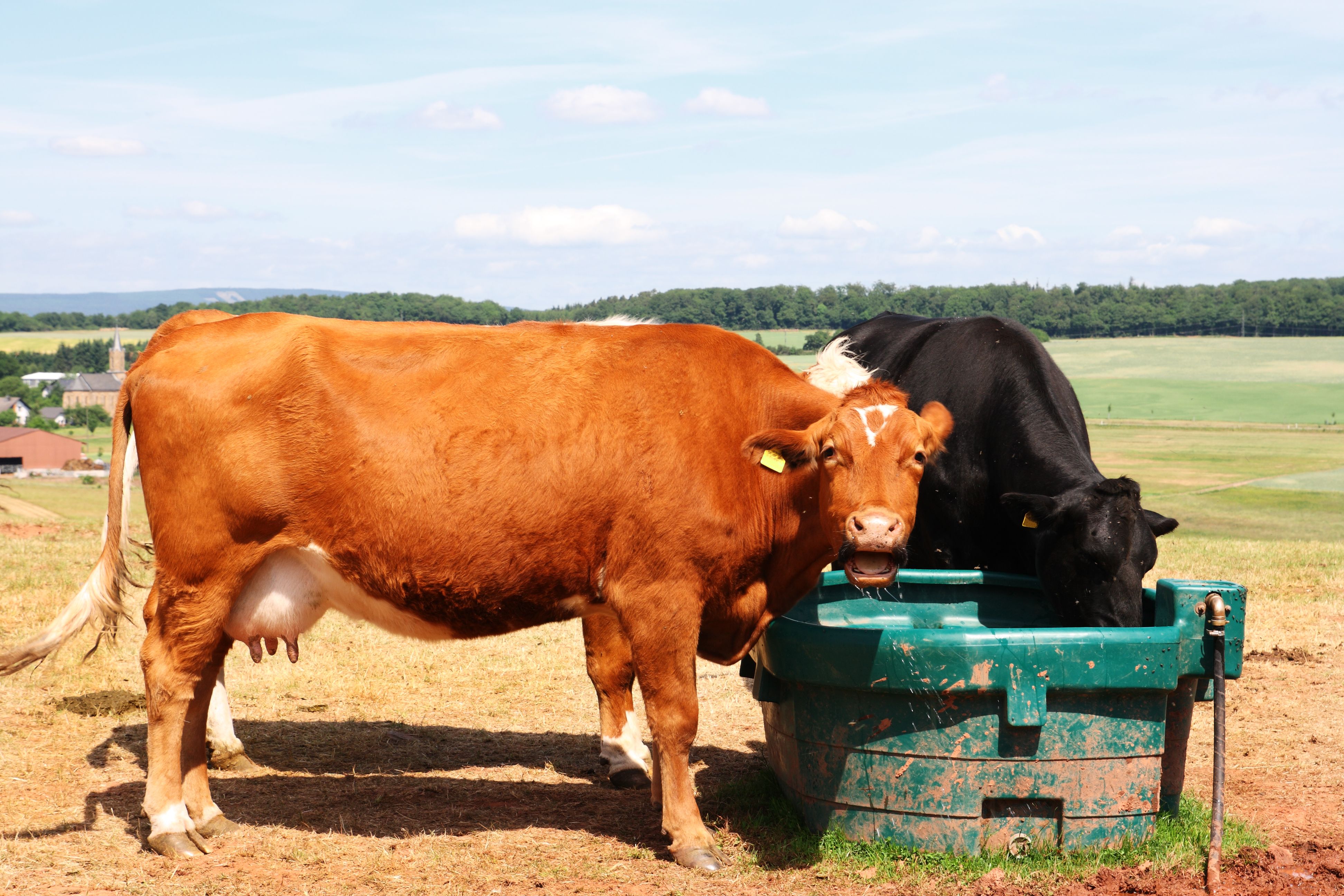water trough cattle