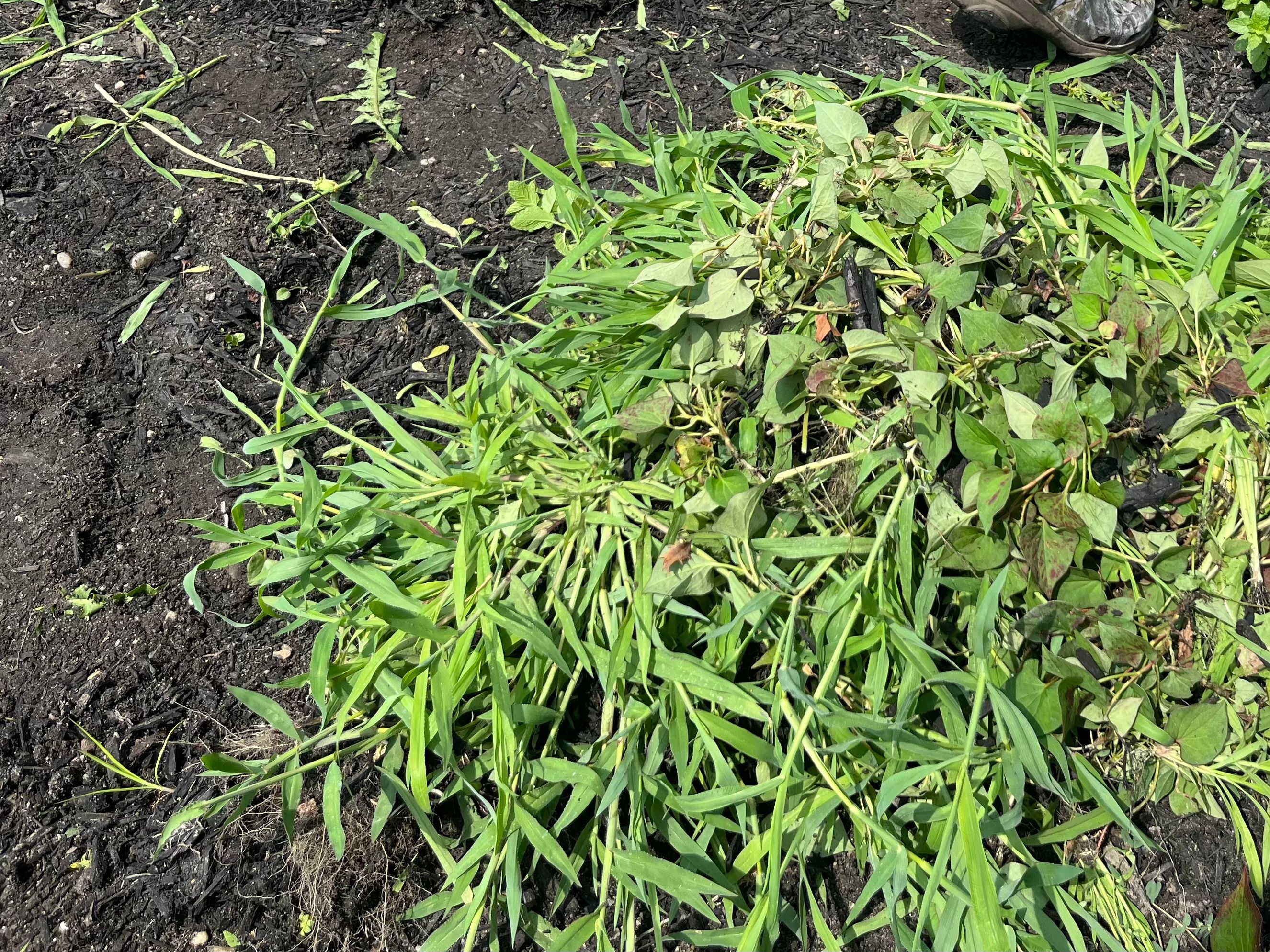 natural weed control