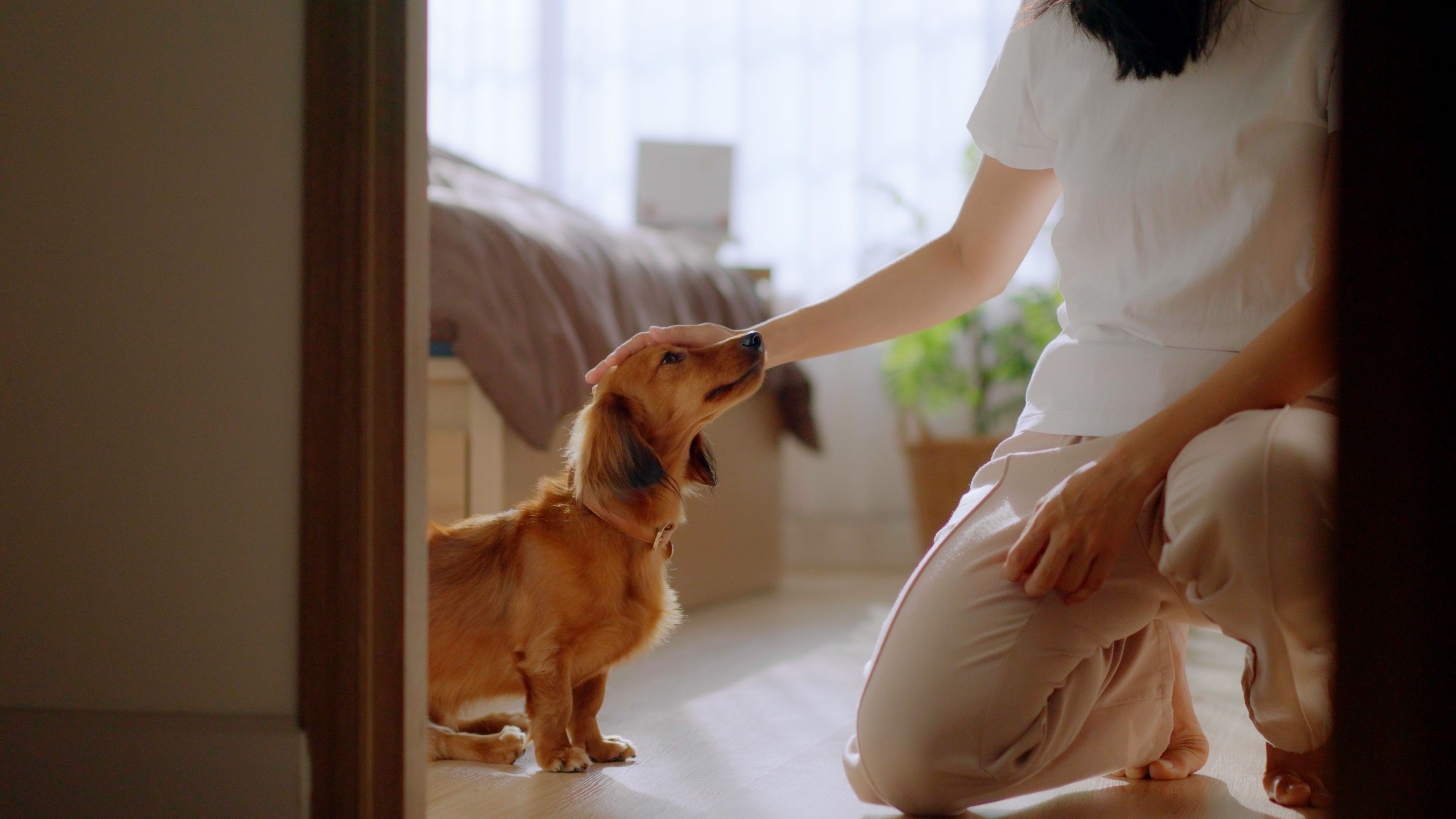 positive reinforcement dog